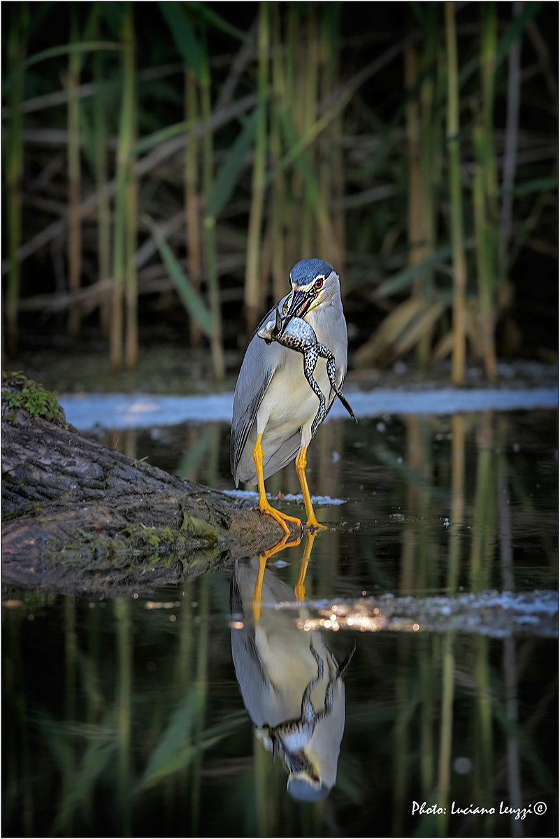 Night Heron