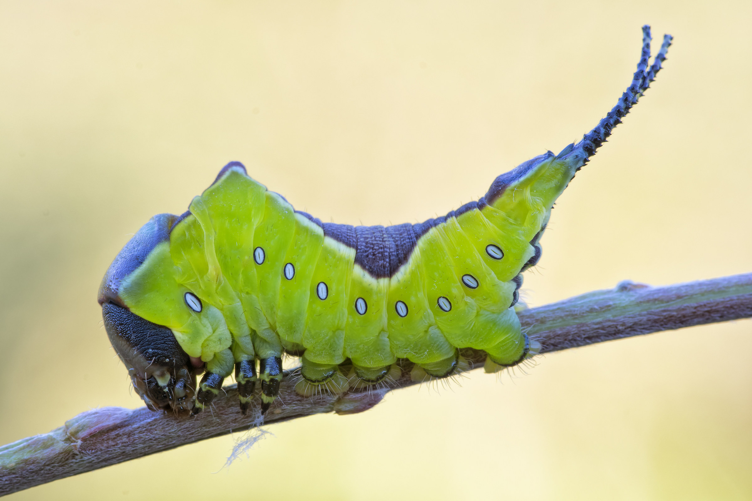 Bruco di Cerura vinula