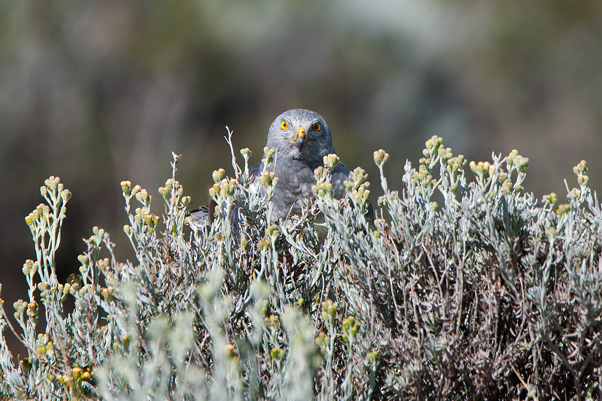 Lo sguardo dell'Albanella cinerea