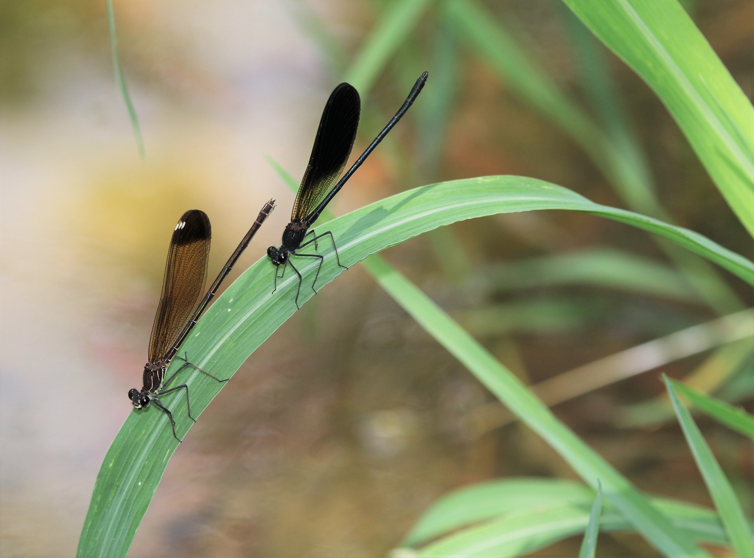 Gorgeous female and male culver