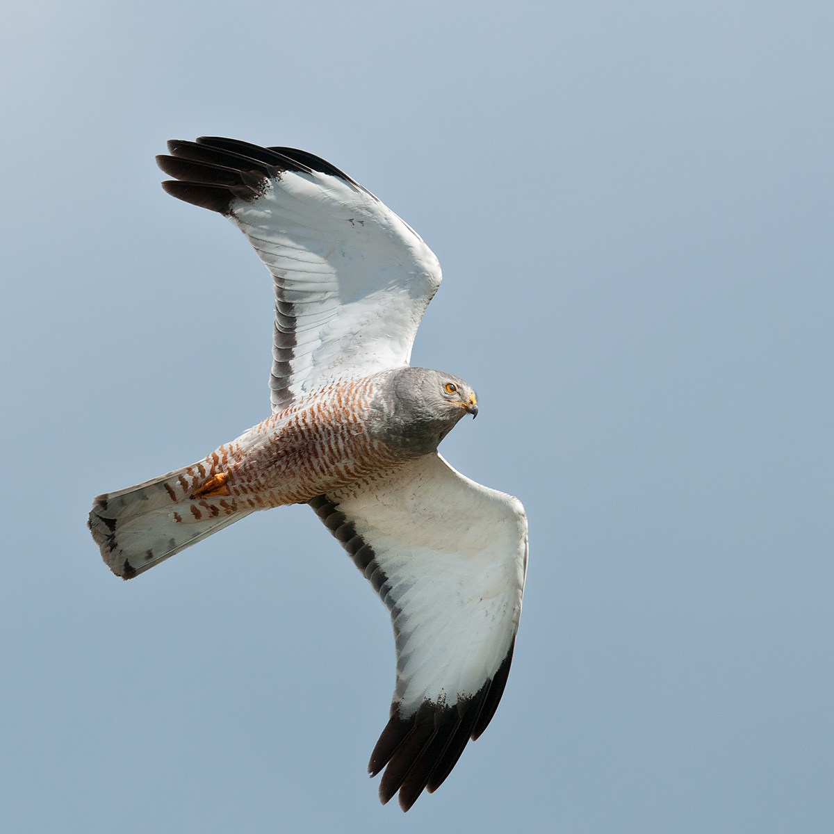 Albanella cinerea maschio in volo