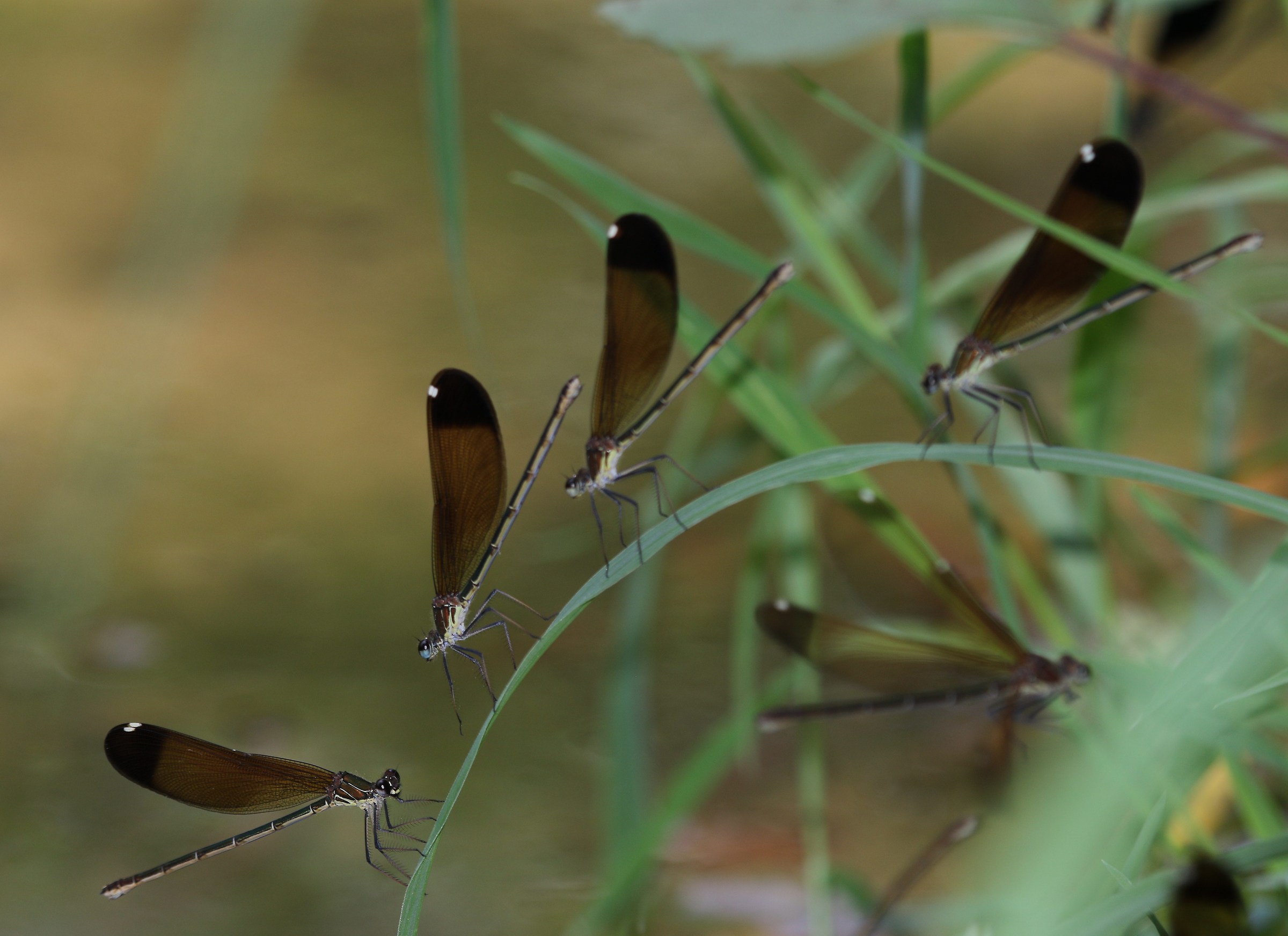 Gorgeous Calopteryx haemorrhoidalis