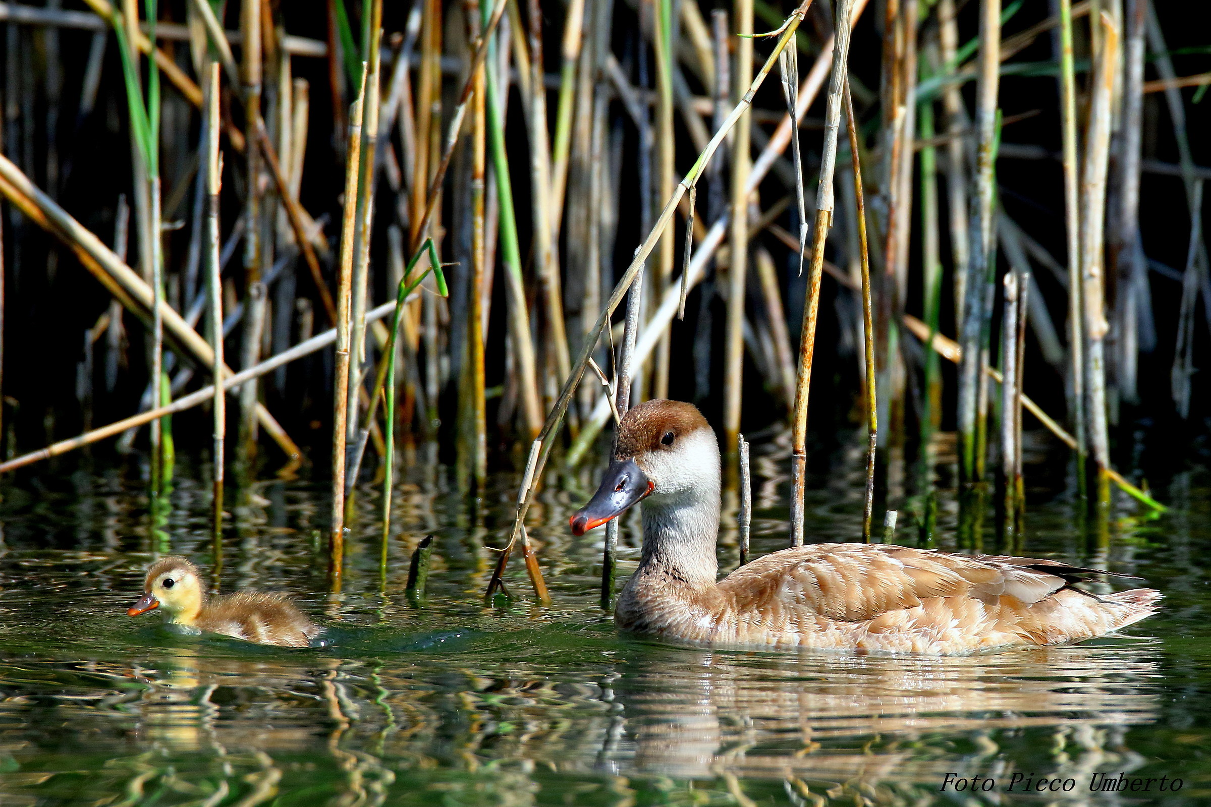 fistione turco femmina con piccolo