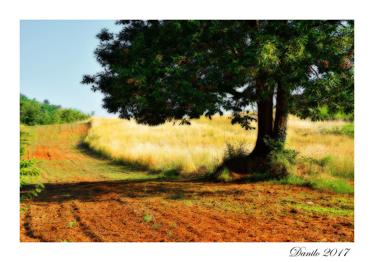 Lonely chestnut