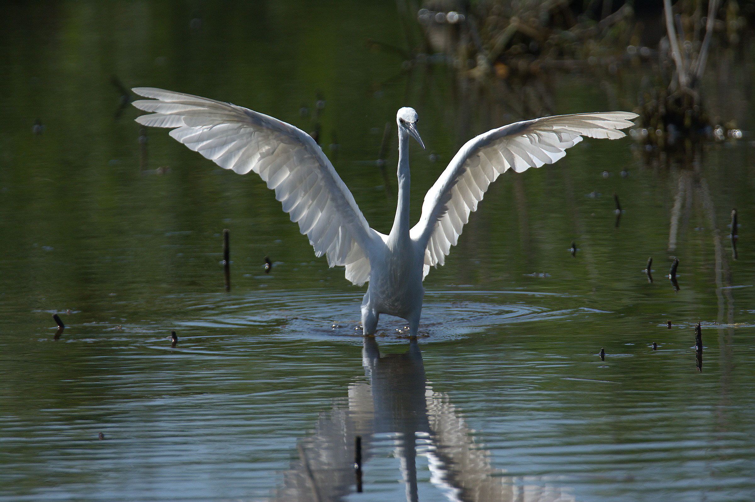 Egret