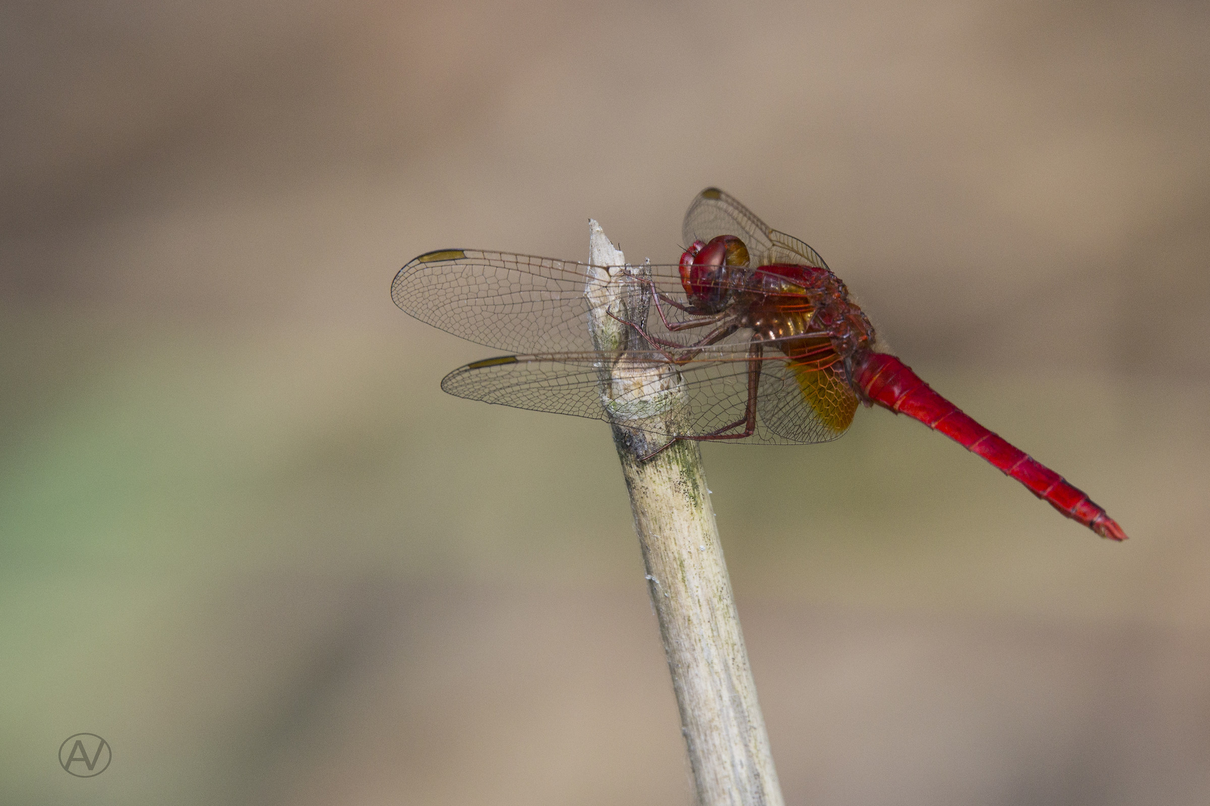 Libellula
