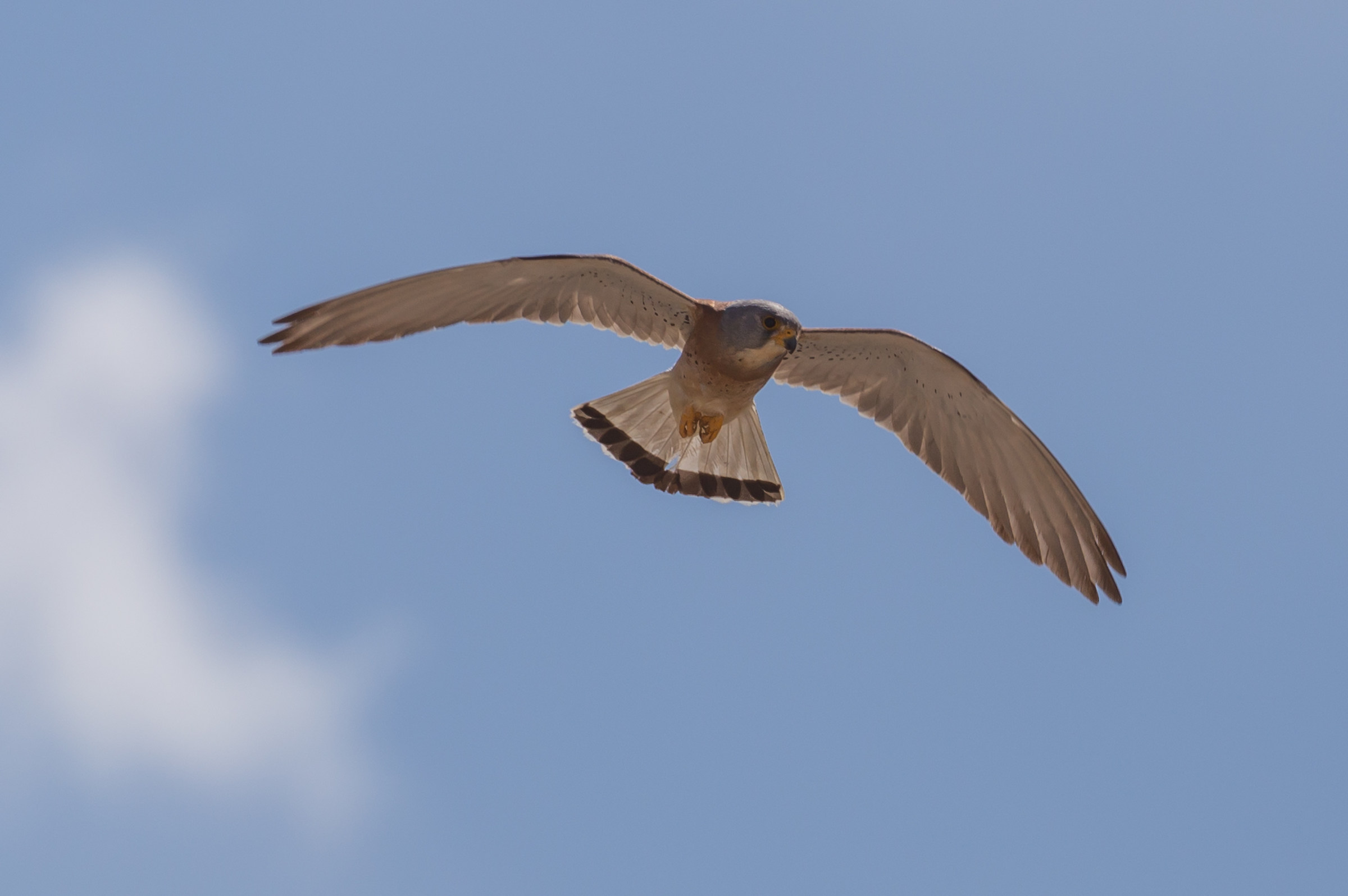 Lesser Kestrel