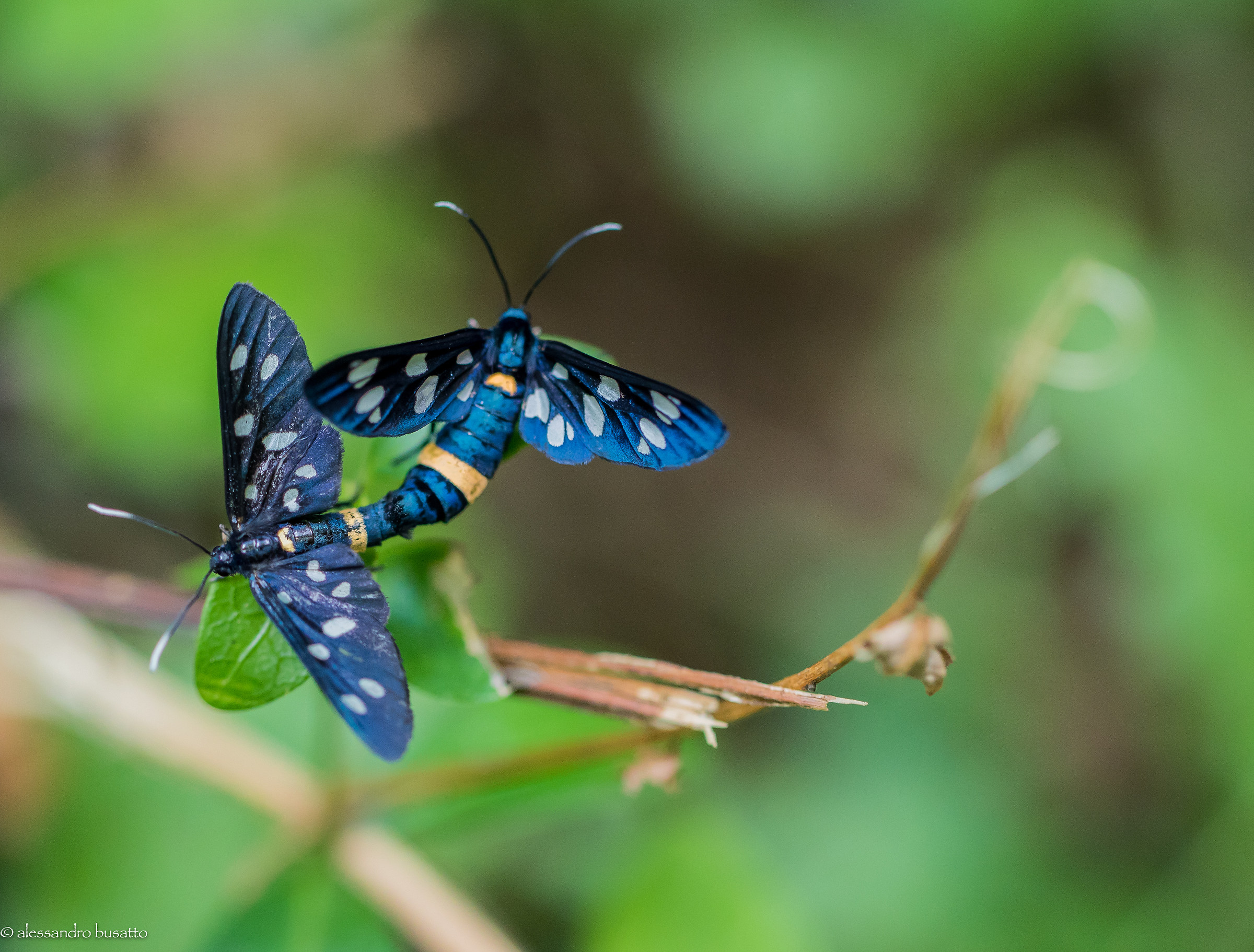 Il mio primo accoppiamento..