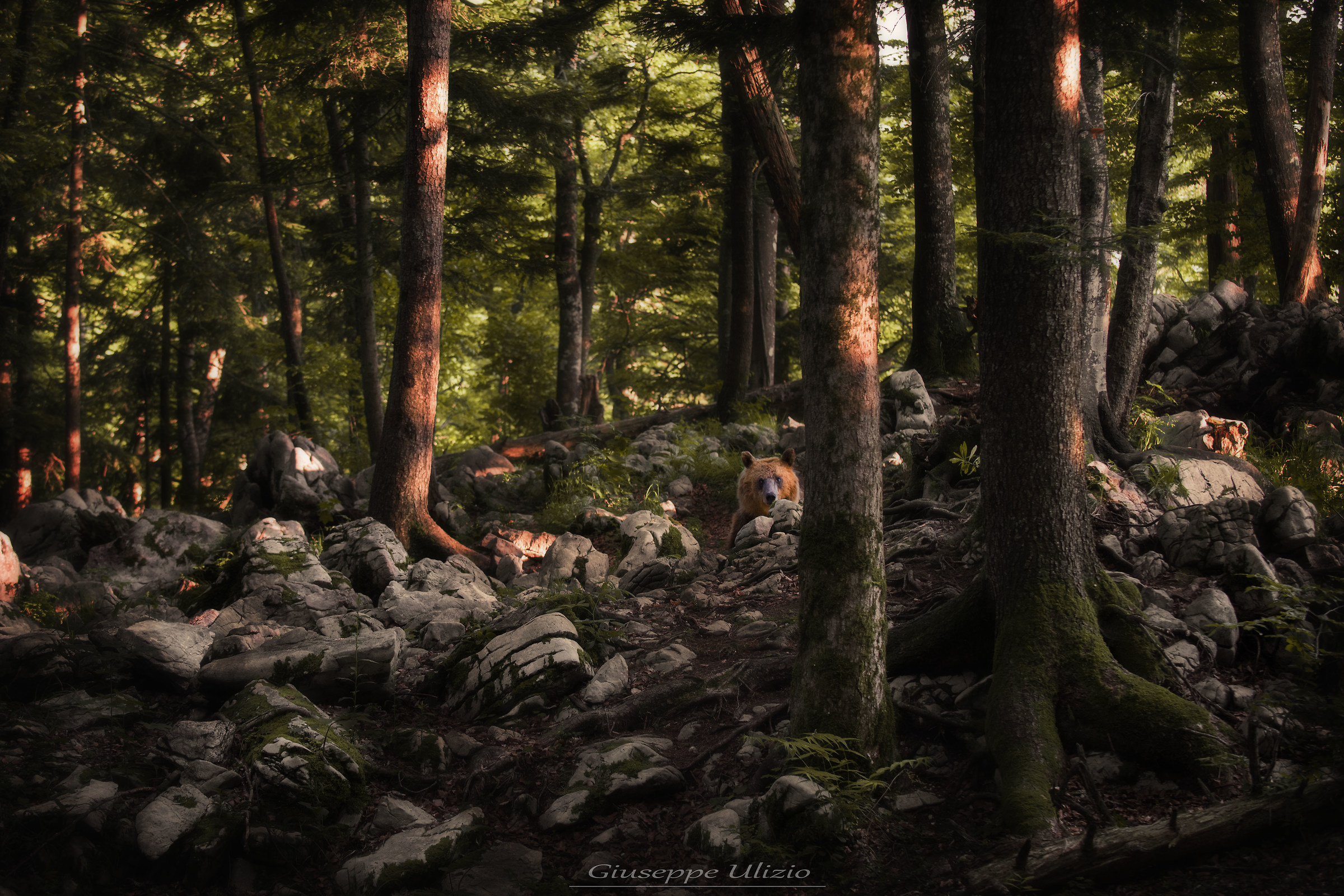 Let's play hide and seek?