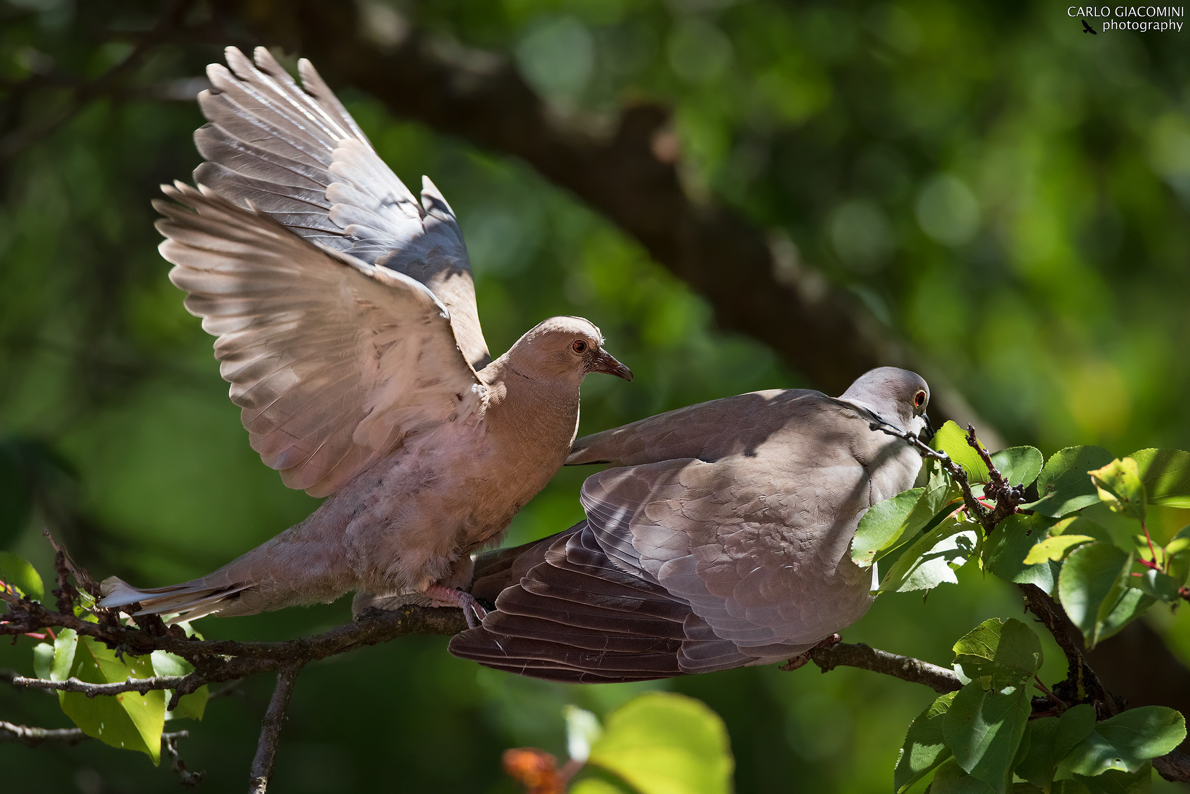 Nùn te ne andà ho ancora fame