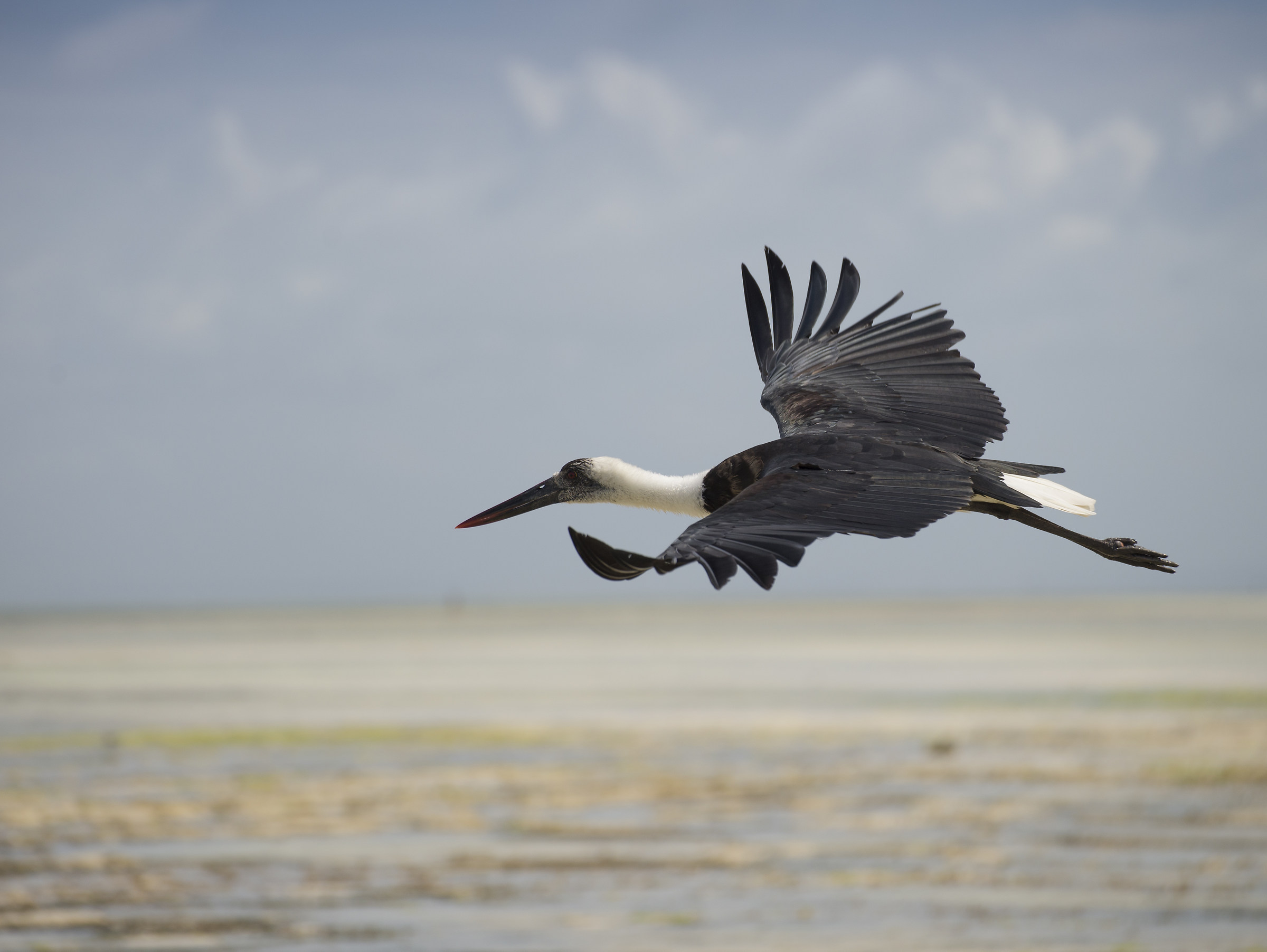 Ciconia episcopus (Cicogna collolanoso) in volo