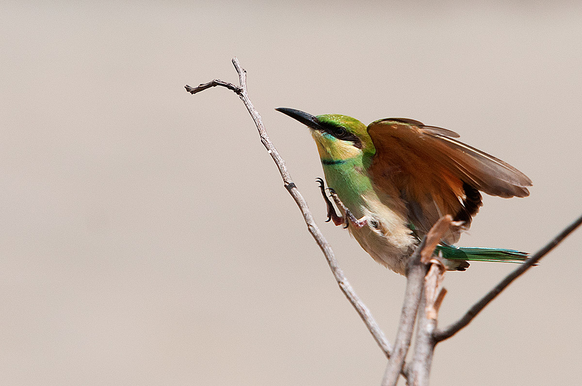 Merops Orientalis or Green Bee-eater Green Bee-eater or
