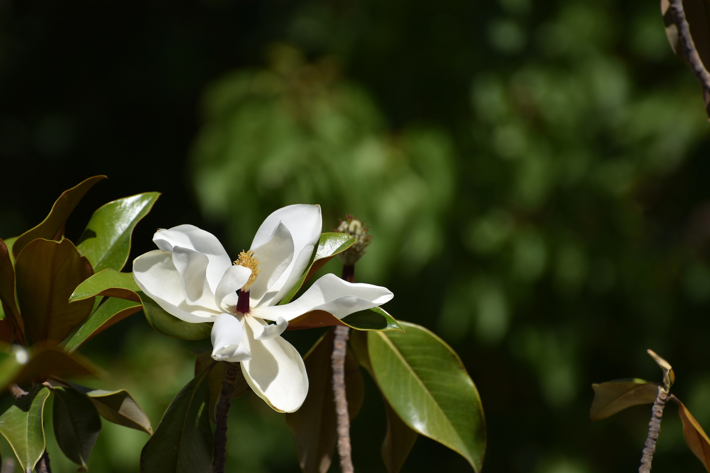 Magnolia flower