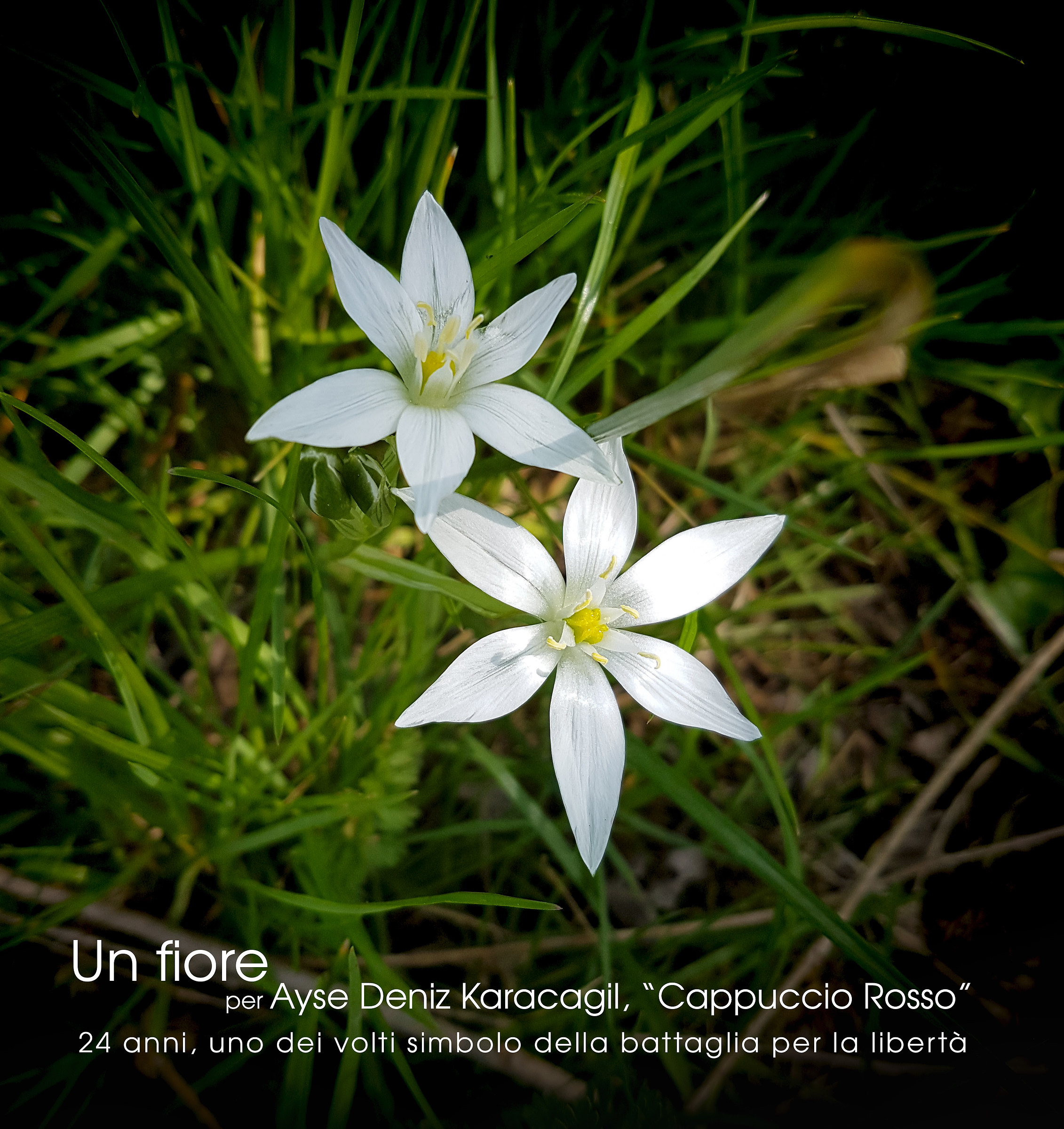 un fiore per Ayse Deniz Karacagil