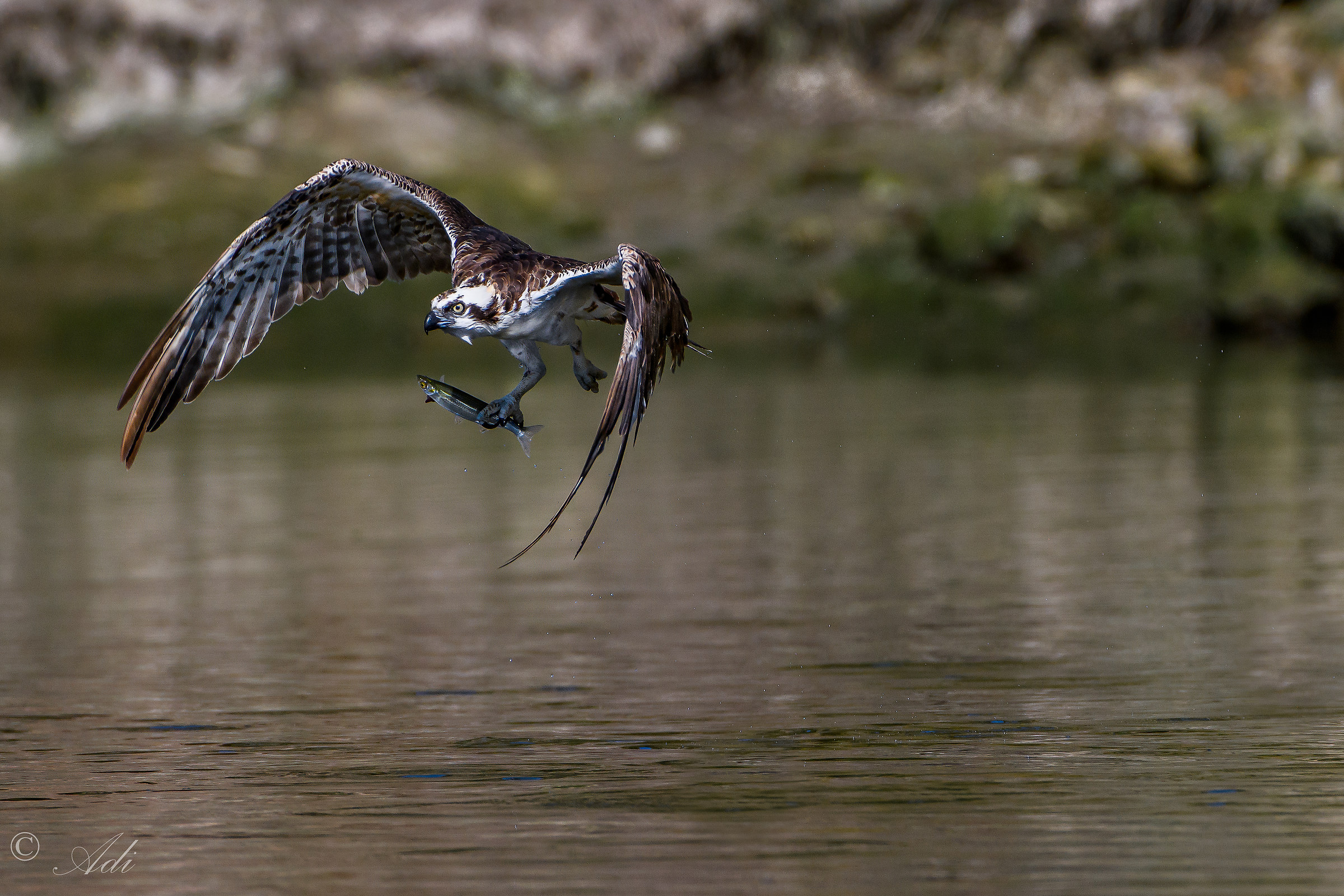 Osprey e cattura
