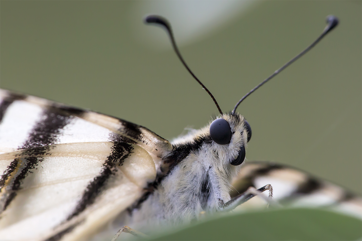 Close up of Podalirio