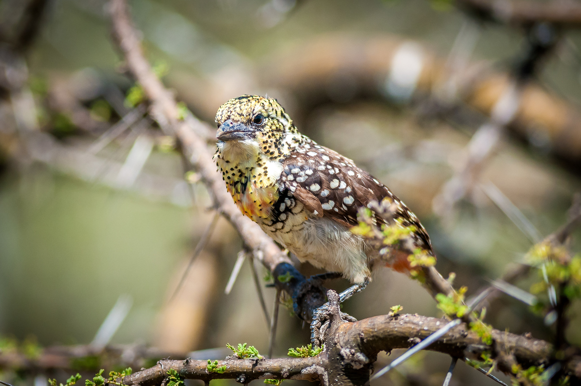 Barbarian of Arnaud female