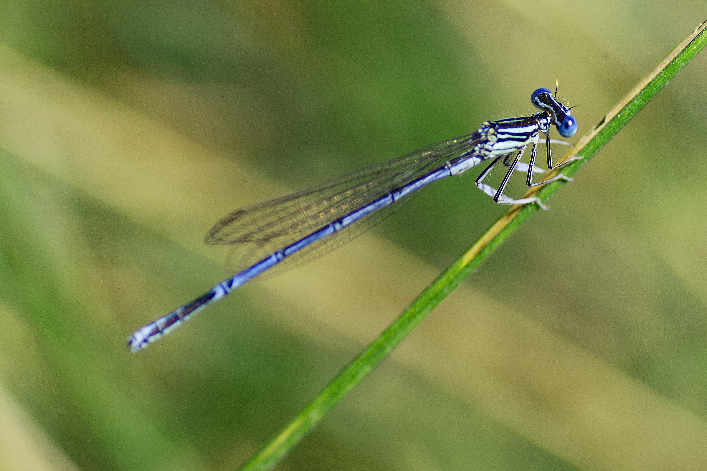 Libellula blue