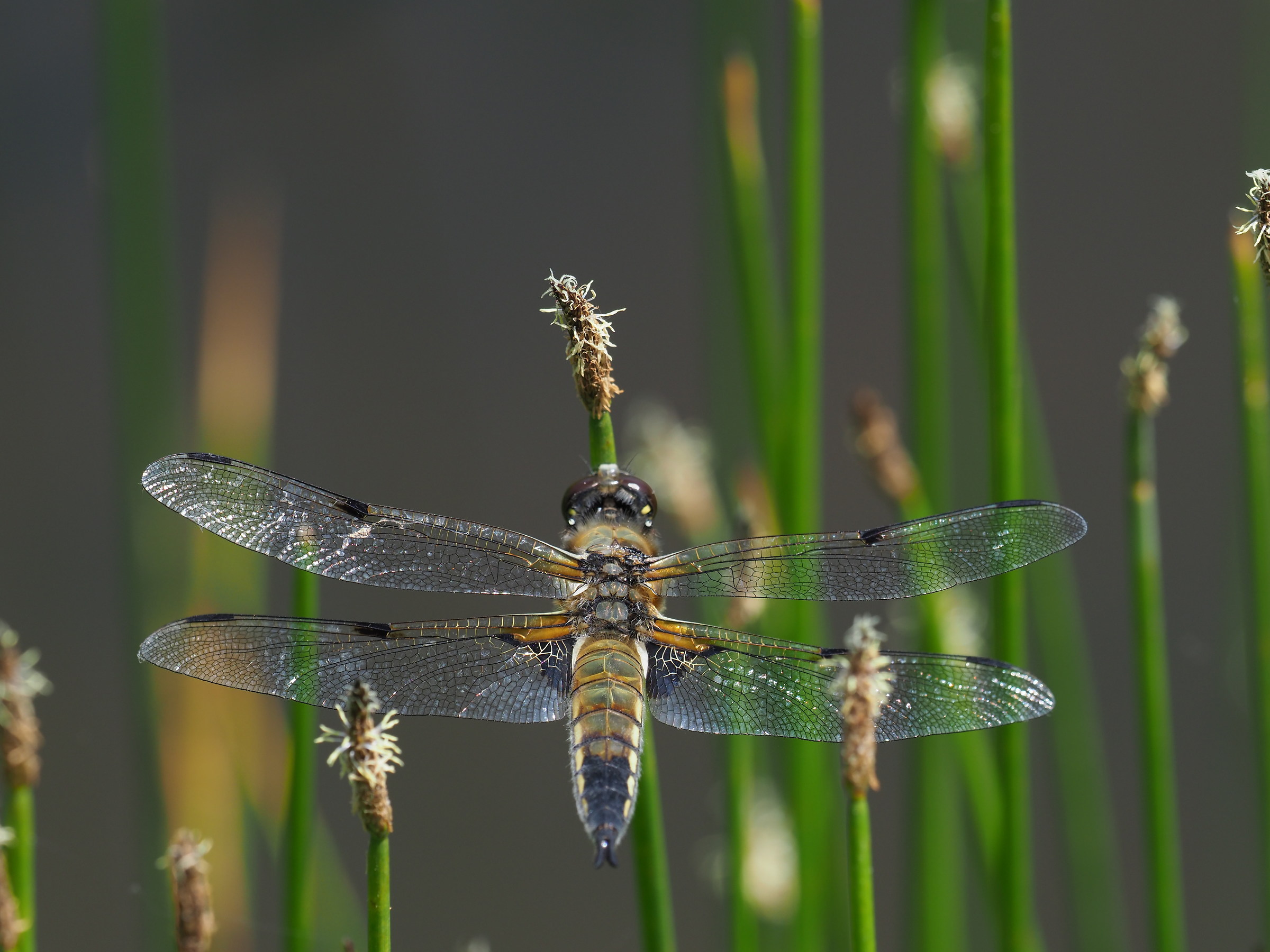 Dragonfly in the pond with the 300 f4