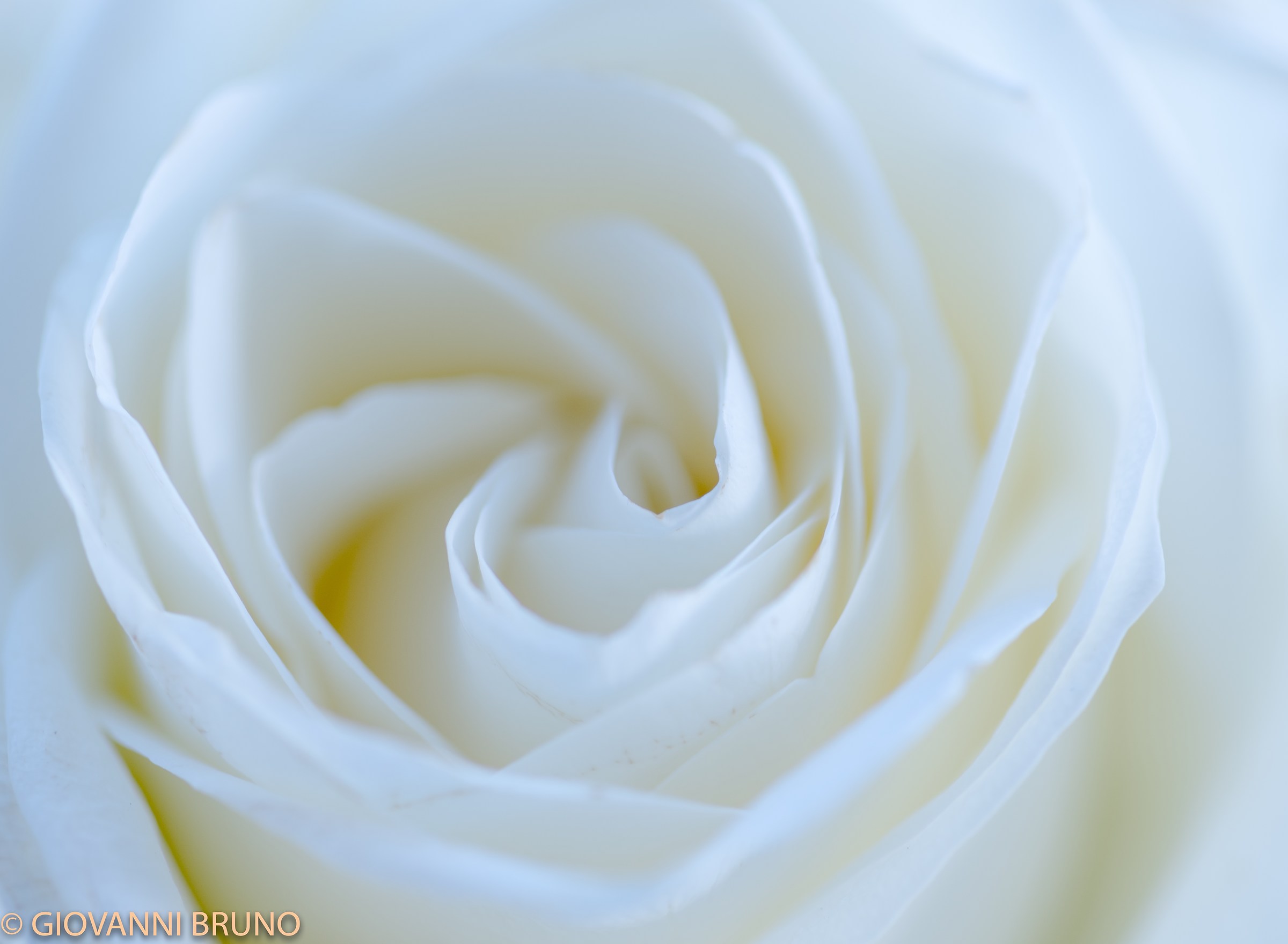 White Rose