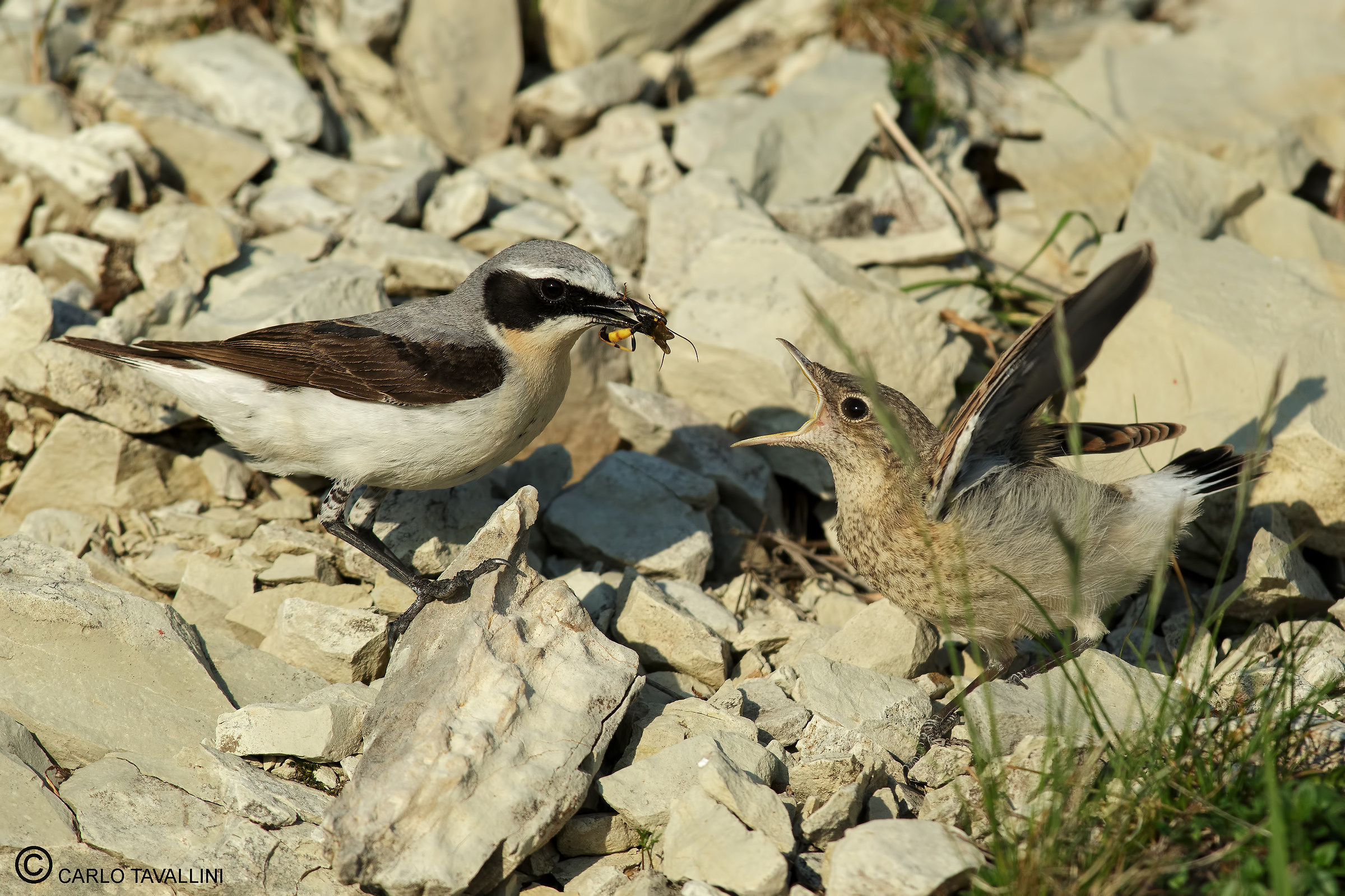 Impeccable culinary 10 sec