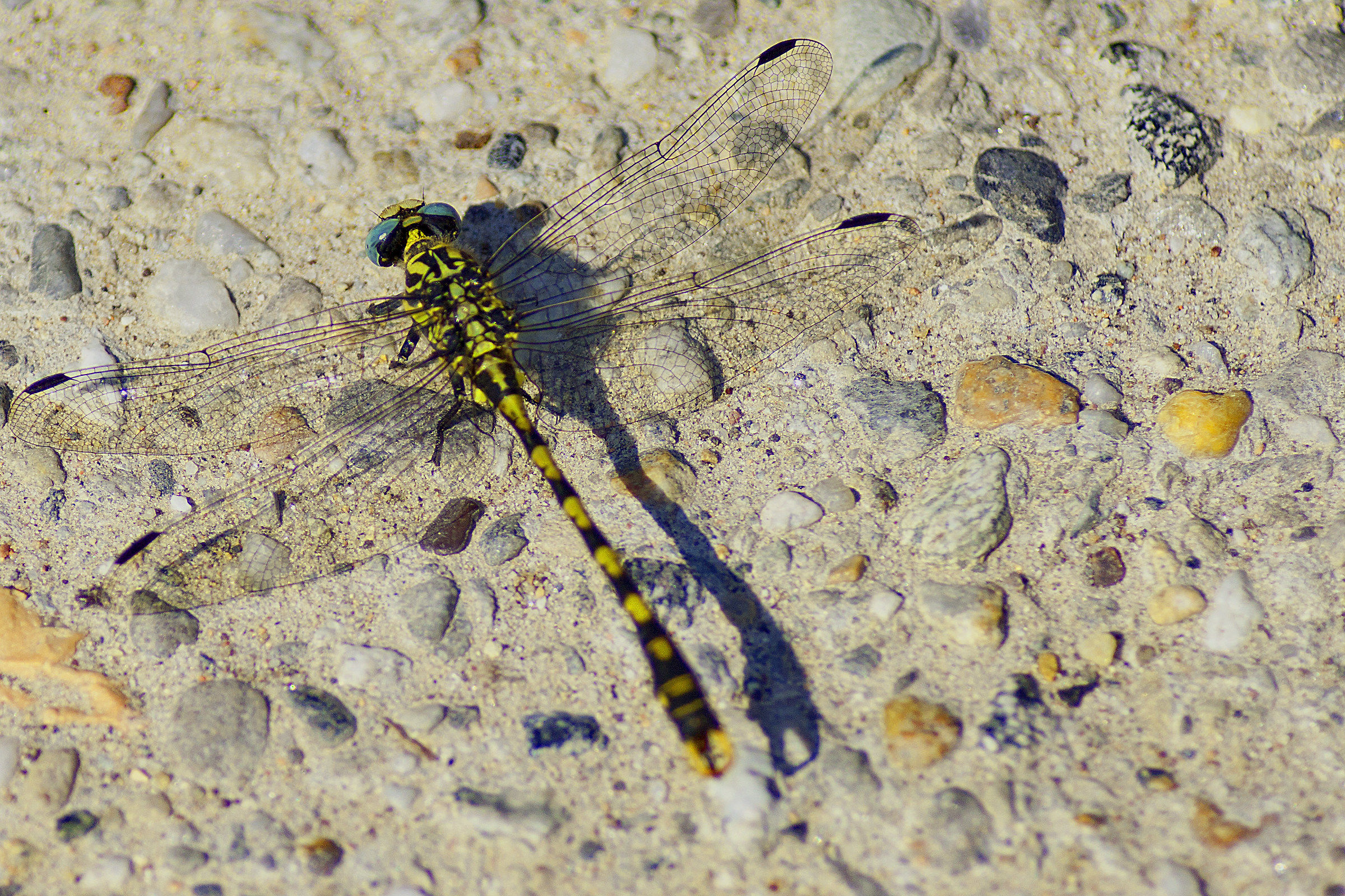 Dragonfly 4