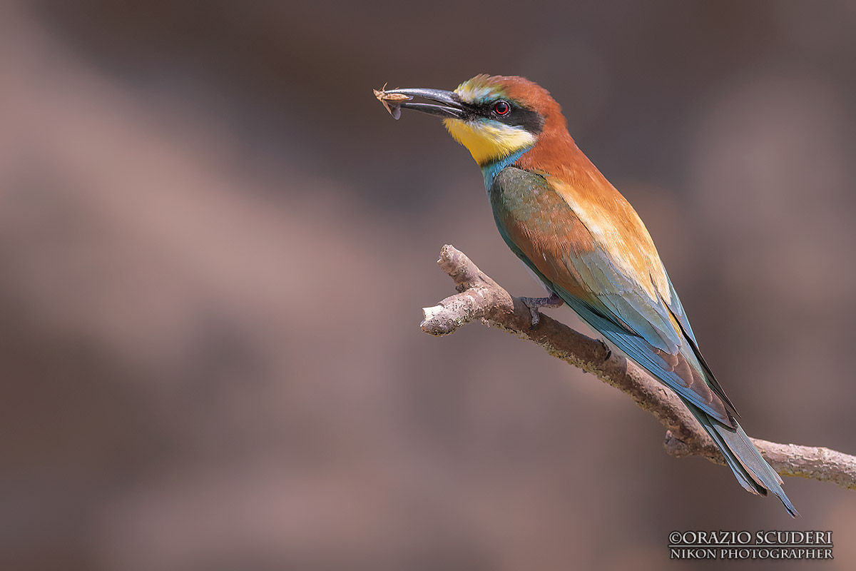 Merops apiaster