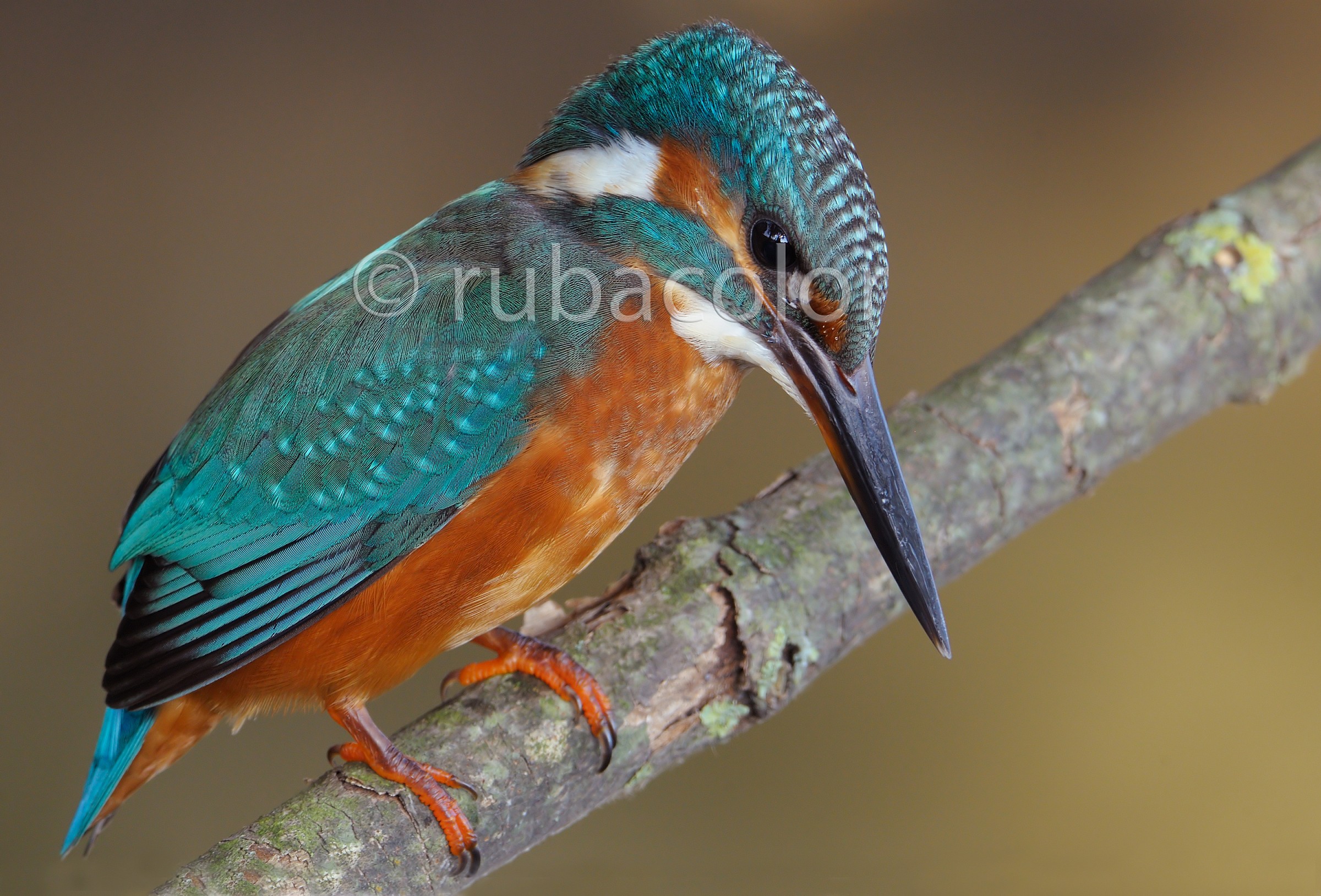 From martinopoli with love