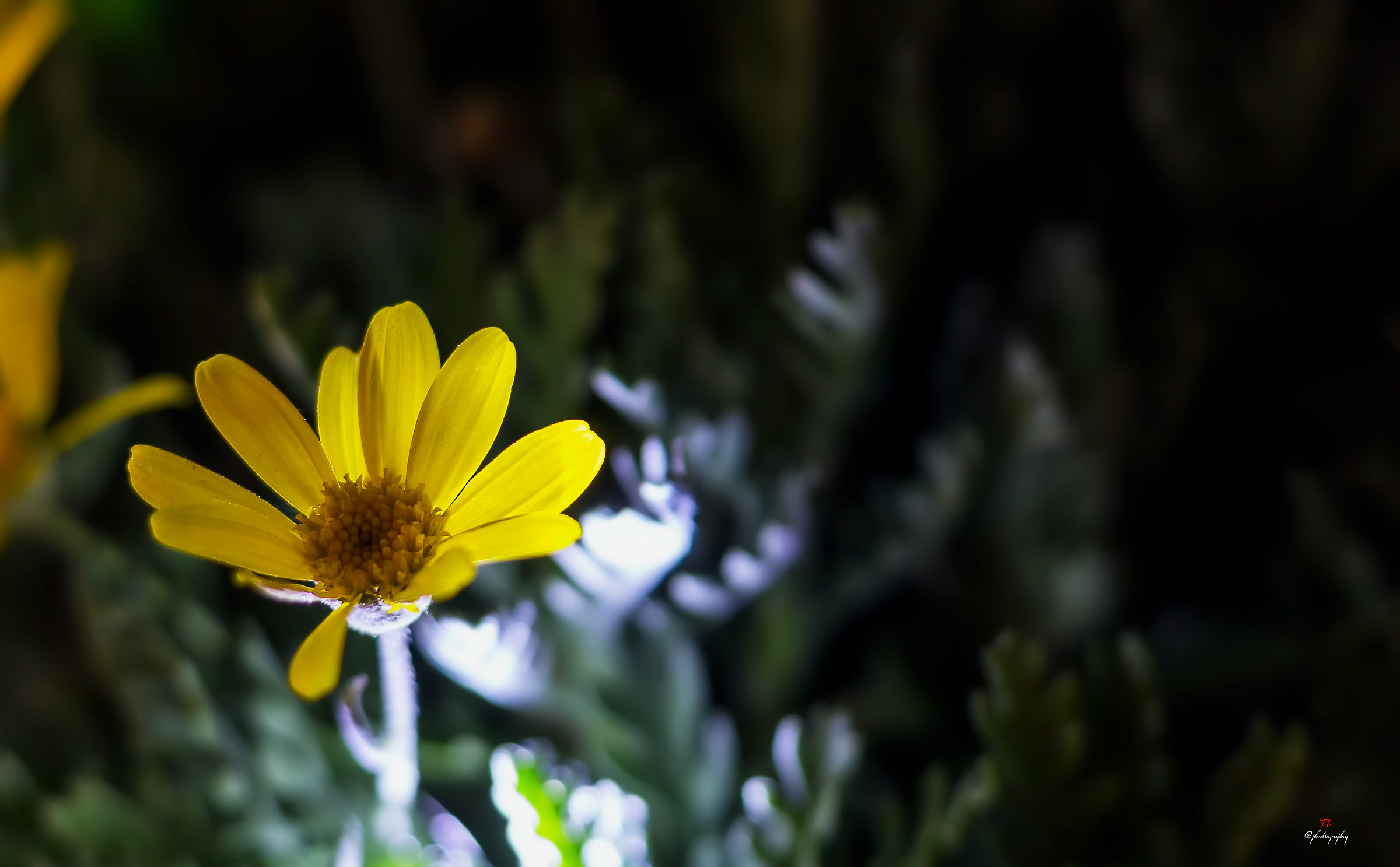 Daisies and little lights