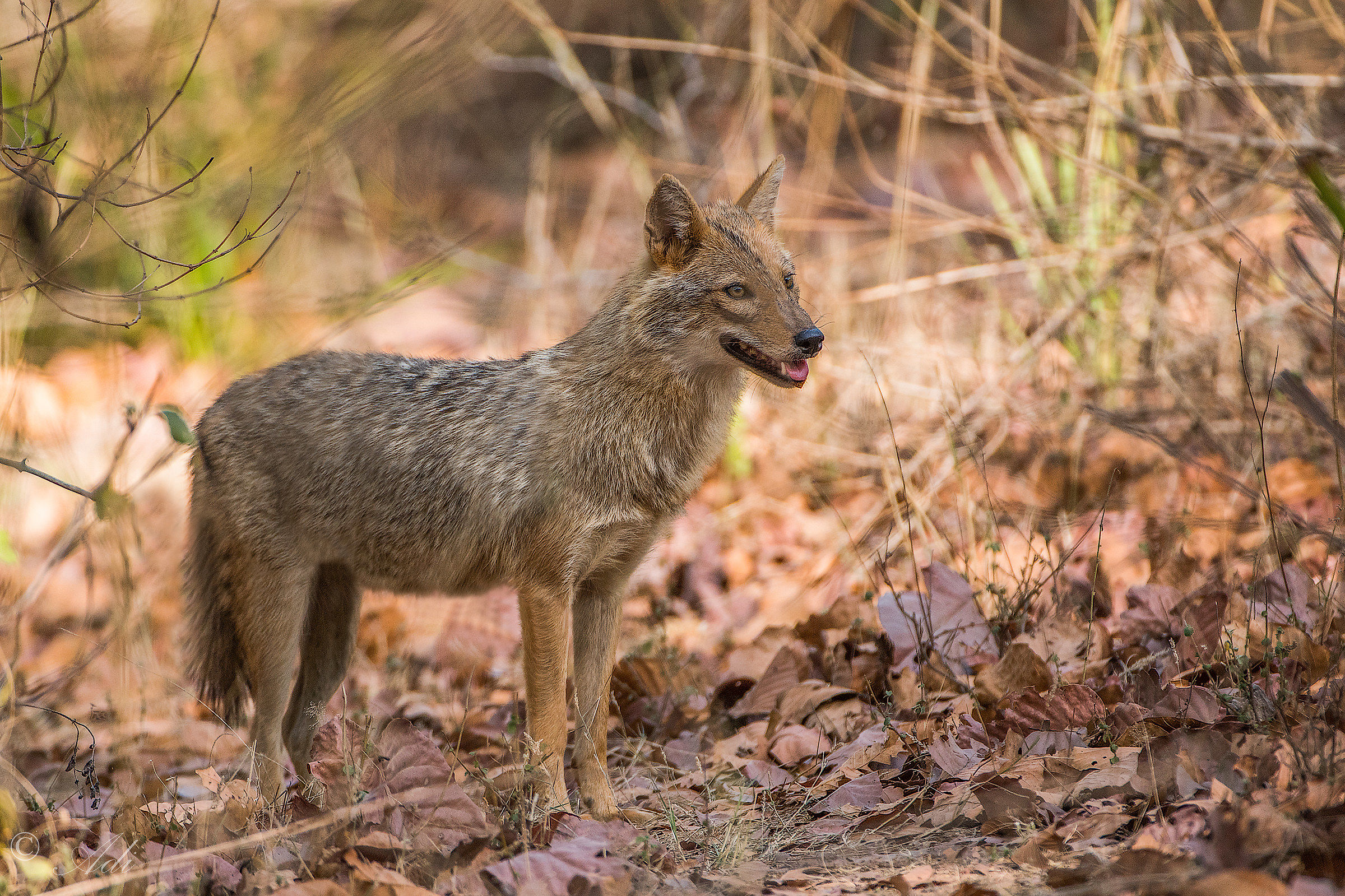 Jackal a Bandhavgarh