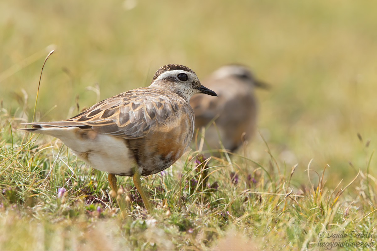 Pilieri tortolini (Eurasian Dotterel)