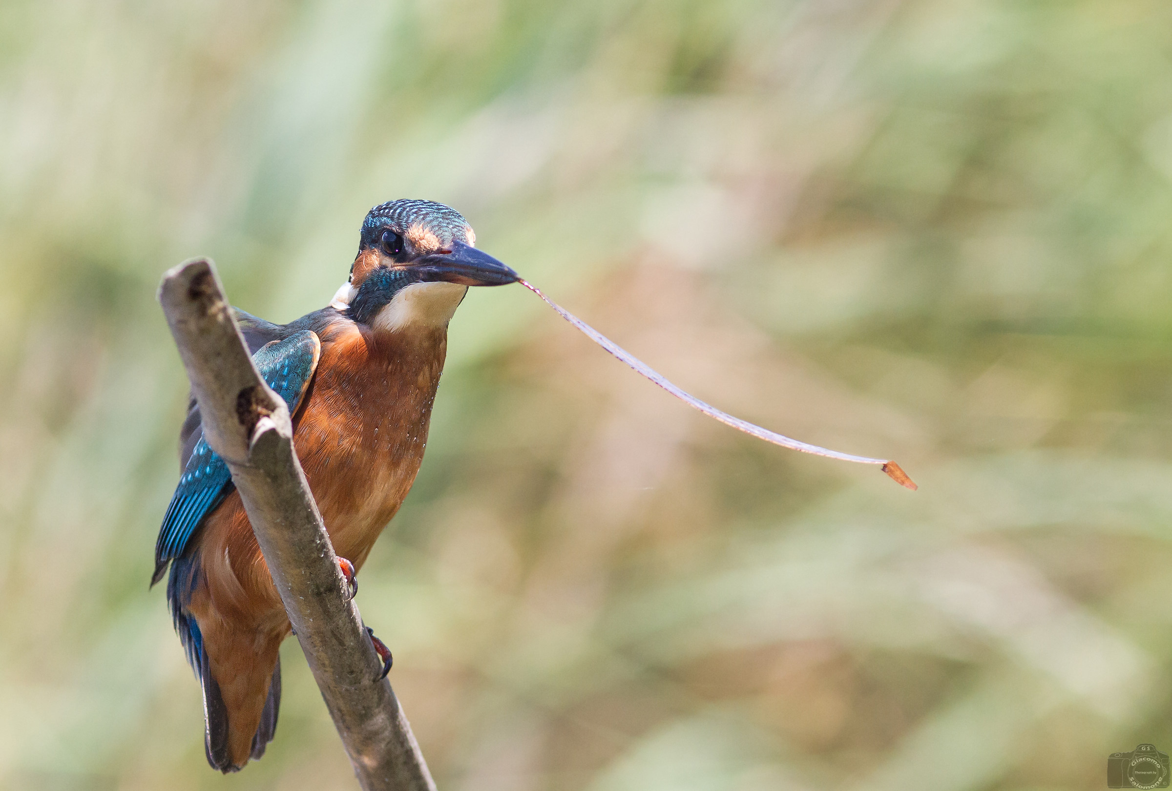 Sometimes even born fishermen are wrong about the target.