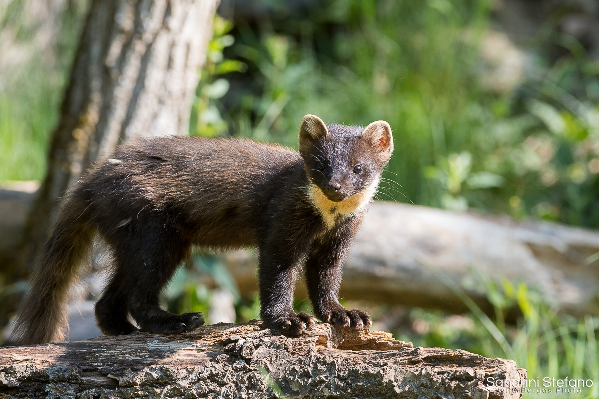Marten