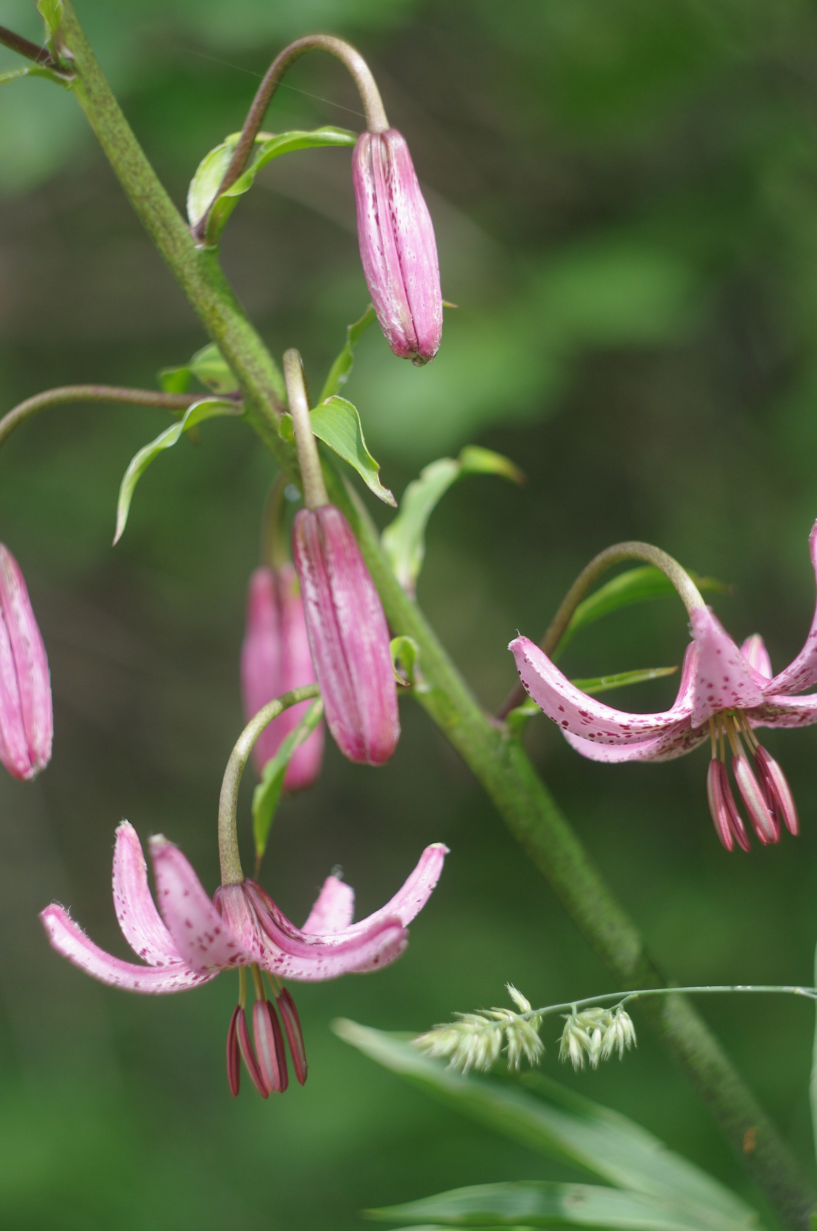 Pink lilies