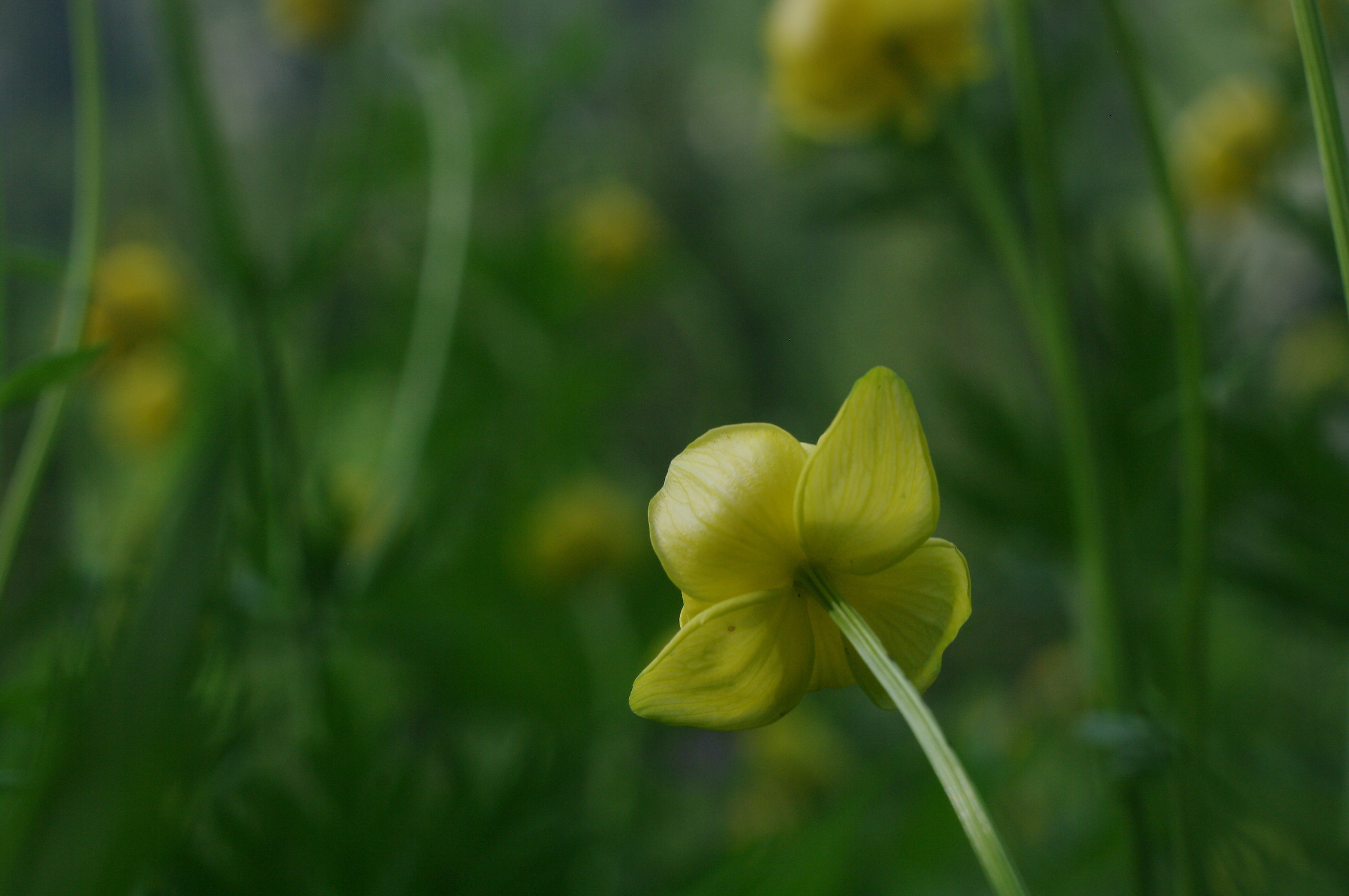 Ranunculus with painting effect background