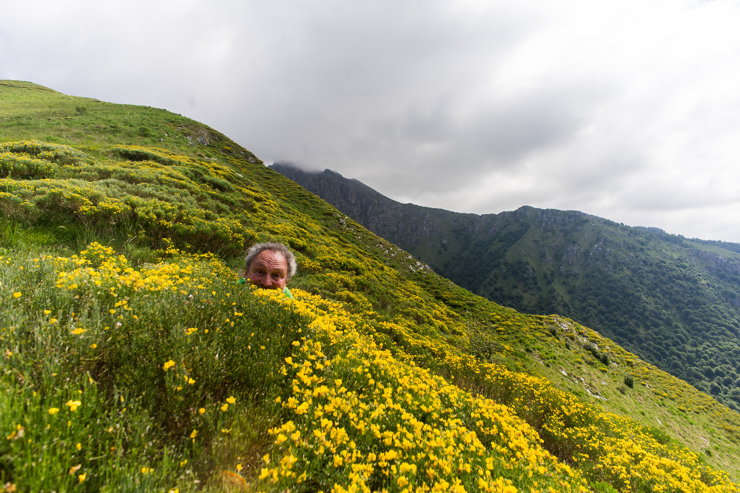 A gnome among brooms