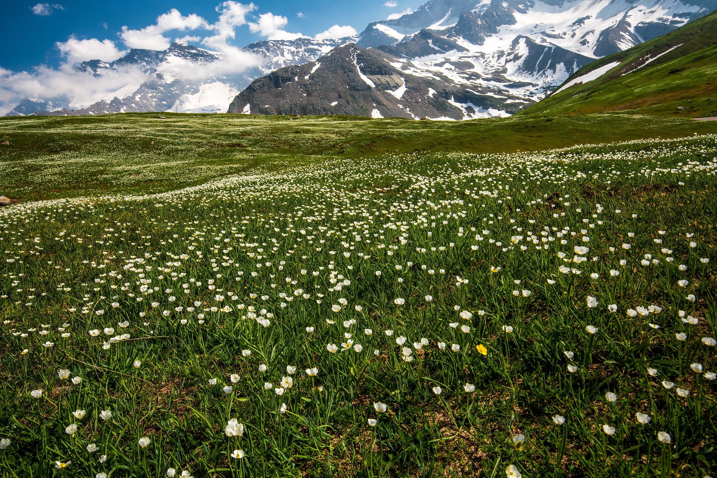 Flower among the flowers