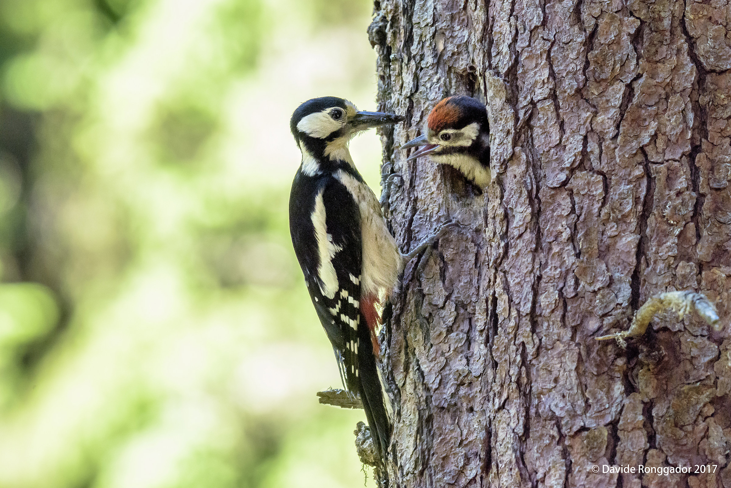 Family (big red woodpecker)