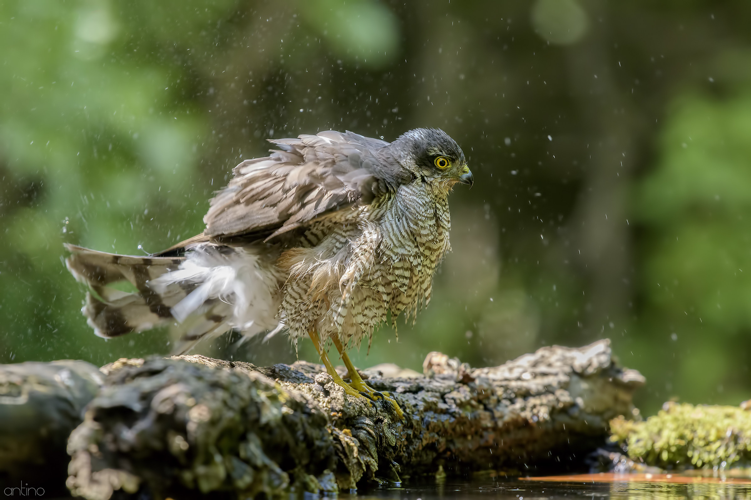 Sparrowhawk