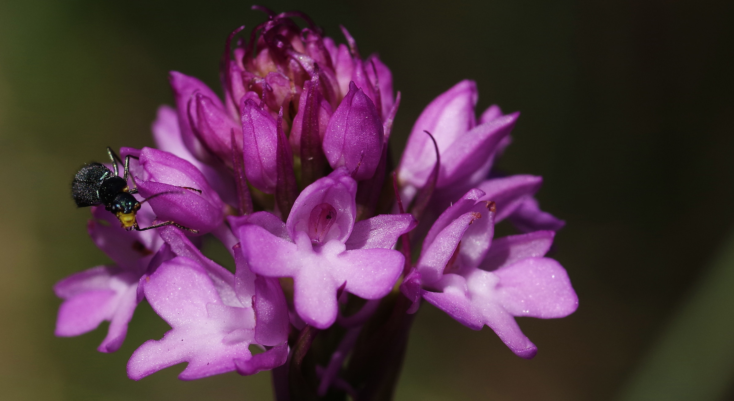 orchidea con insetto incavolato