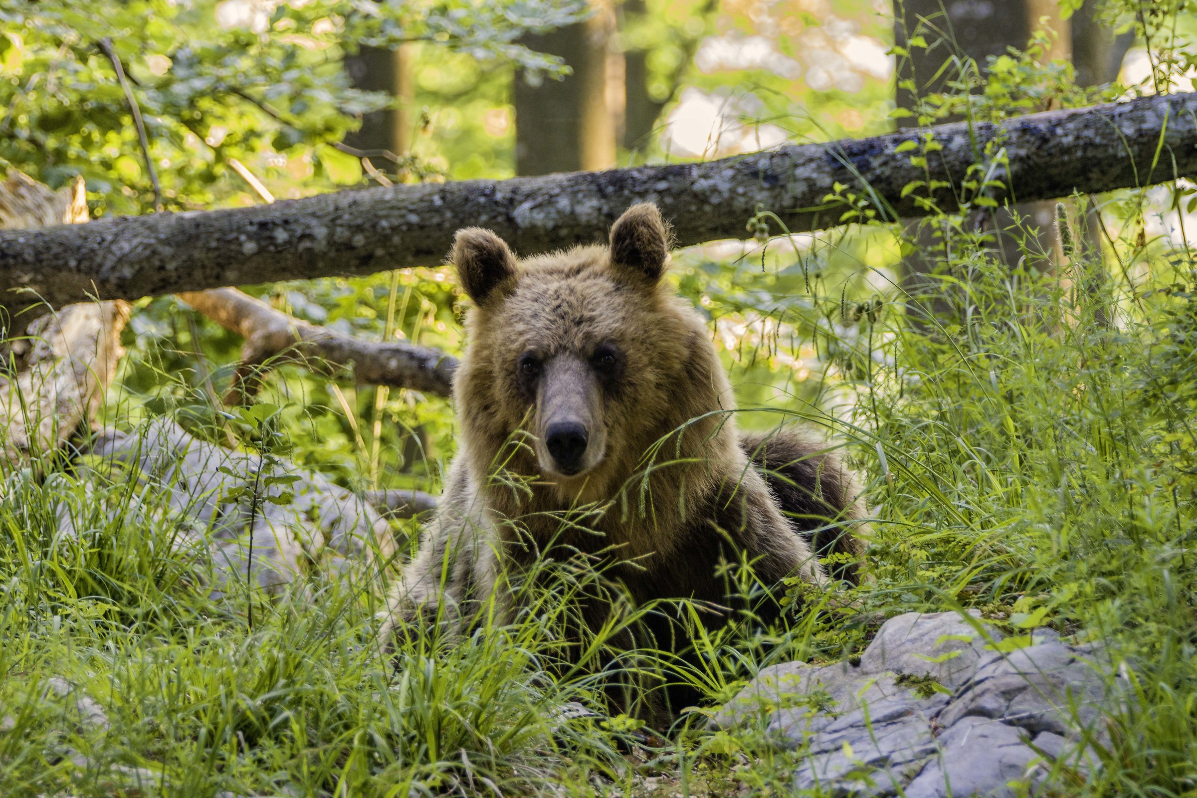 Orso Slovenia 3