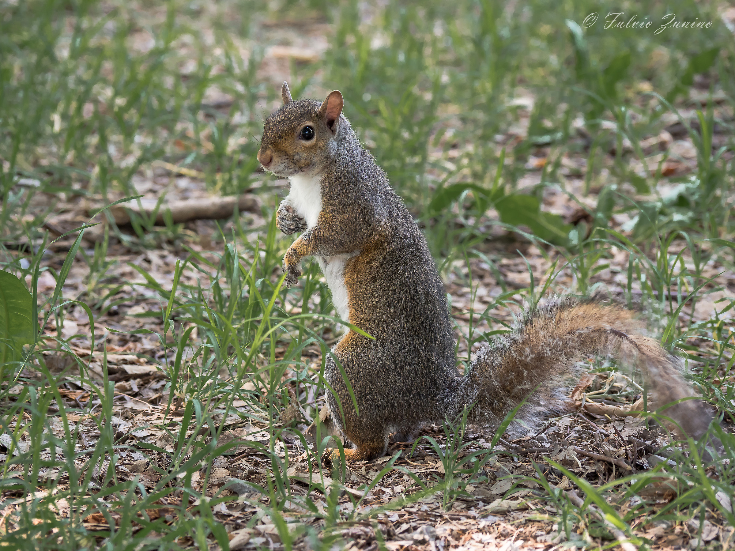 Piccolo amico del parco