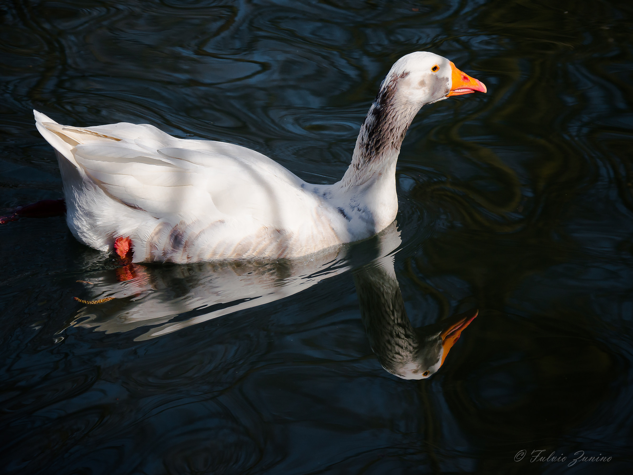 Anatra e la sua immagine
