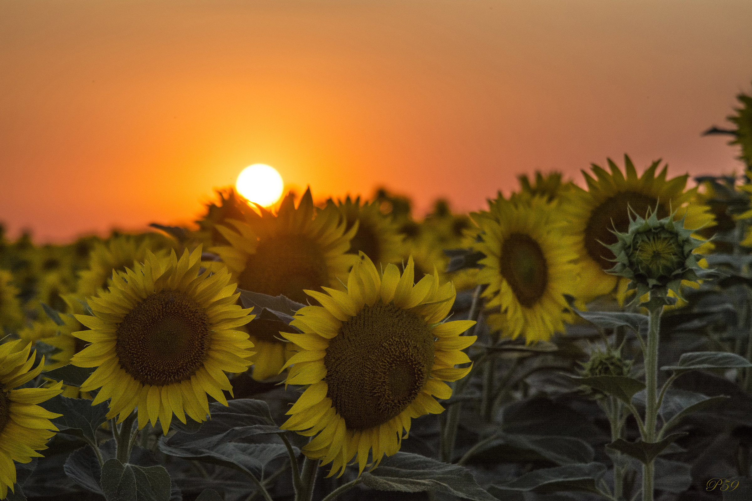 Sunflowers at sunset