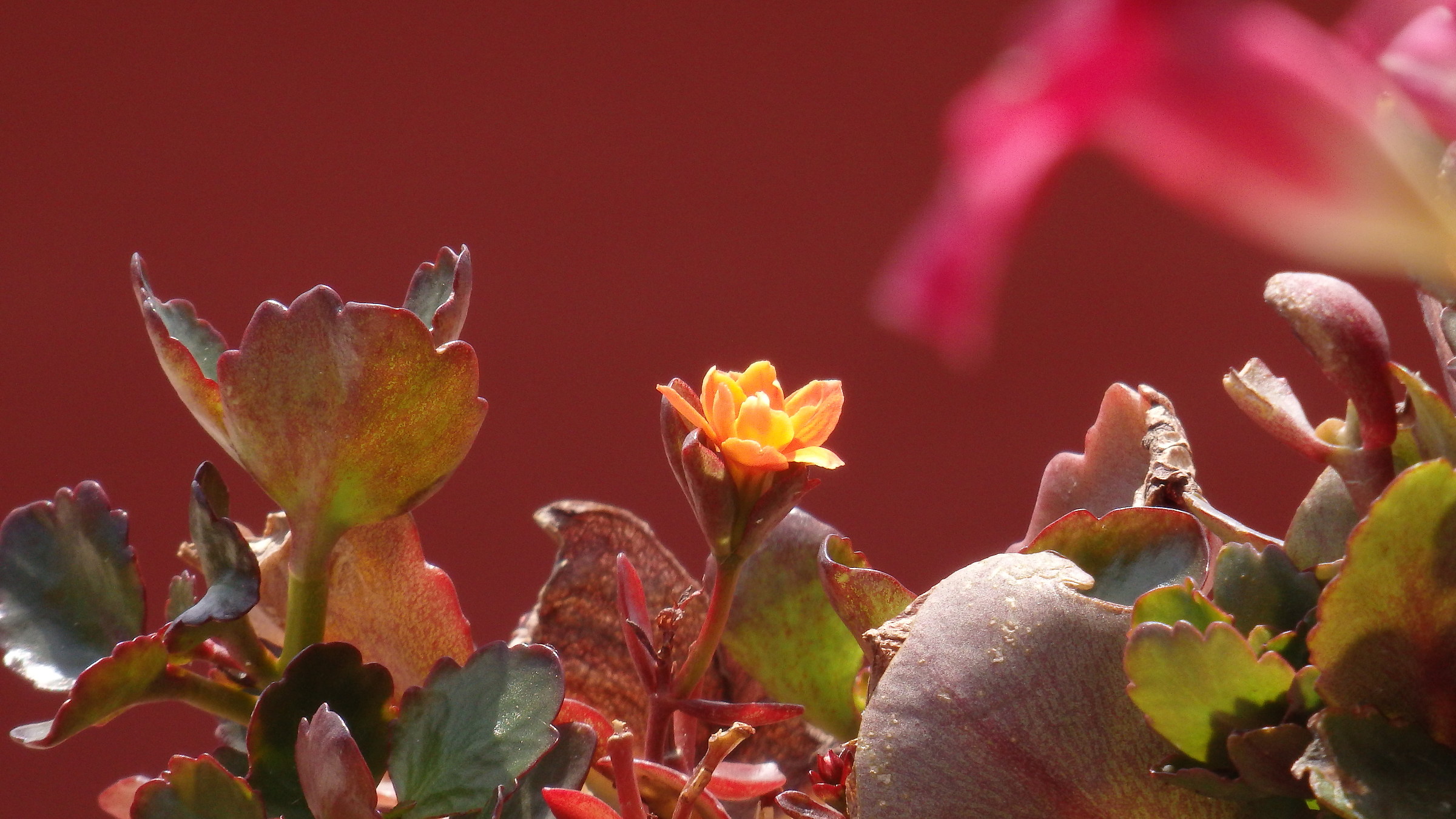 Plants in the Sun of Boscotrecase