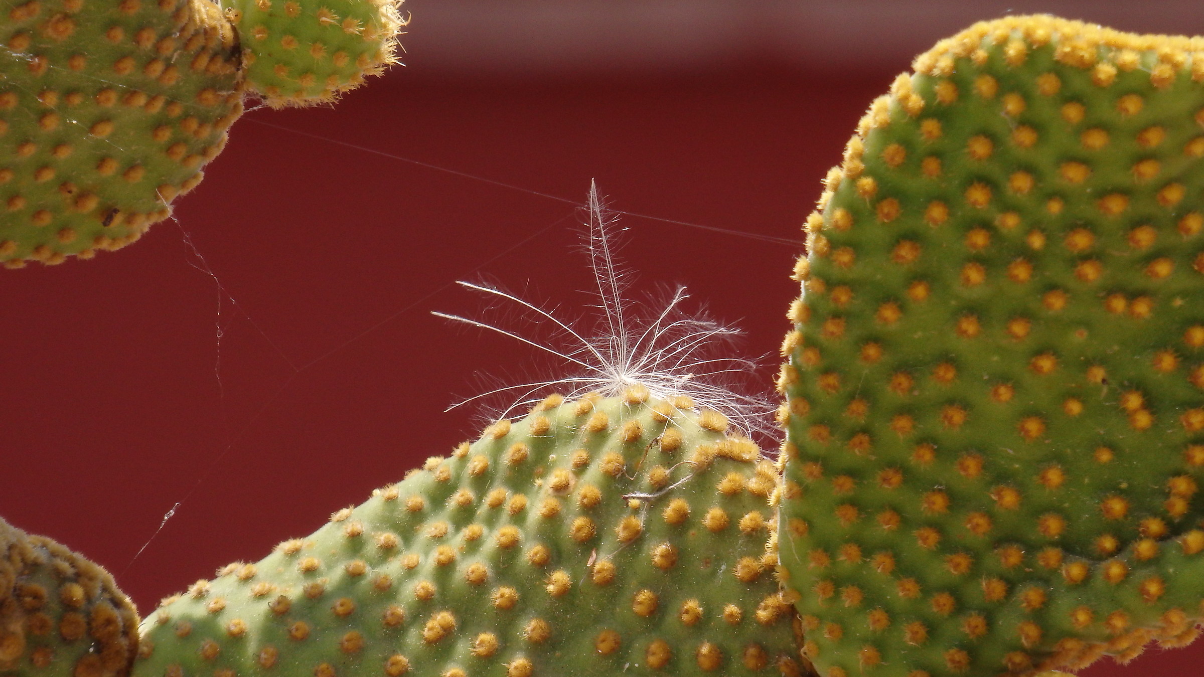 Plants in the Sun of Boscotrecase