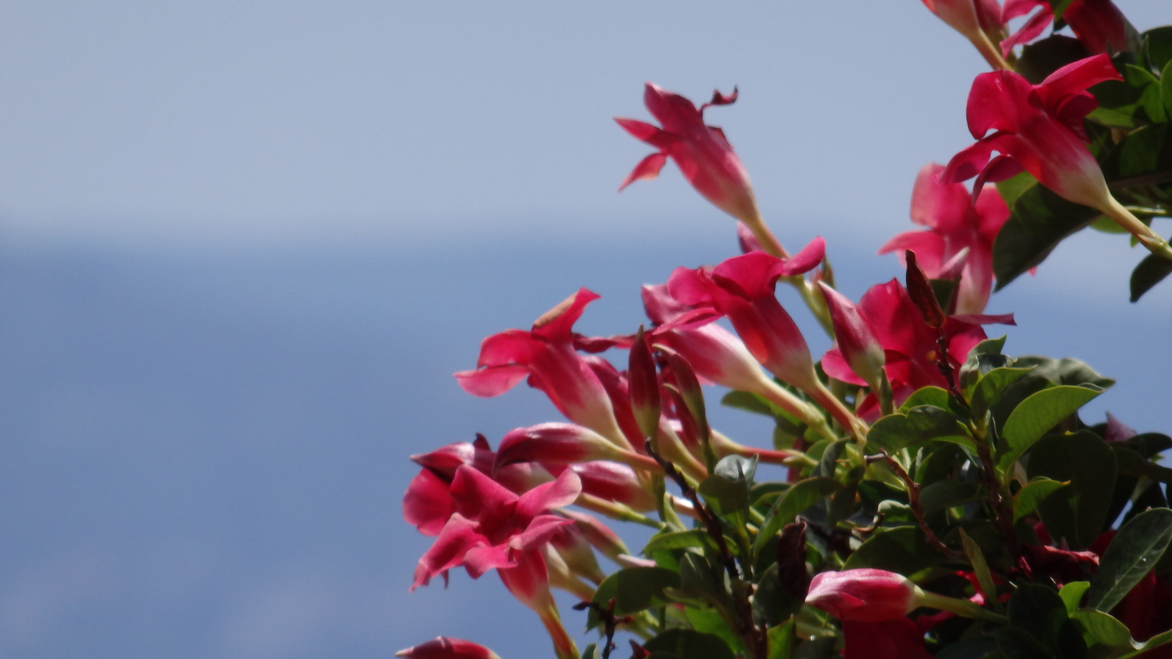 Plants in the Sun of Boscotrecase 3