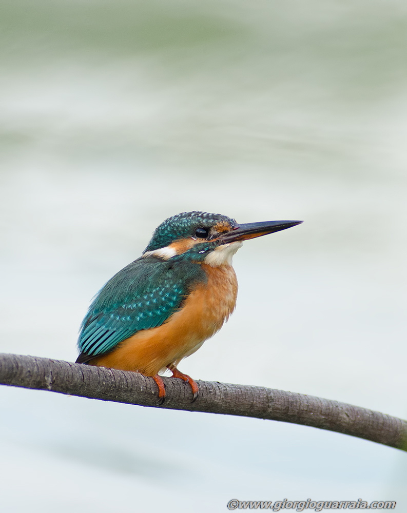 The Kingfisher