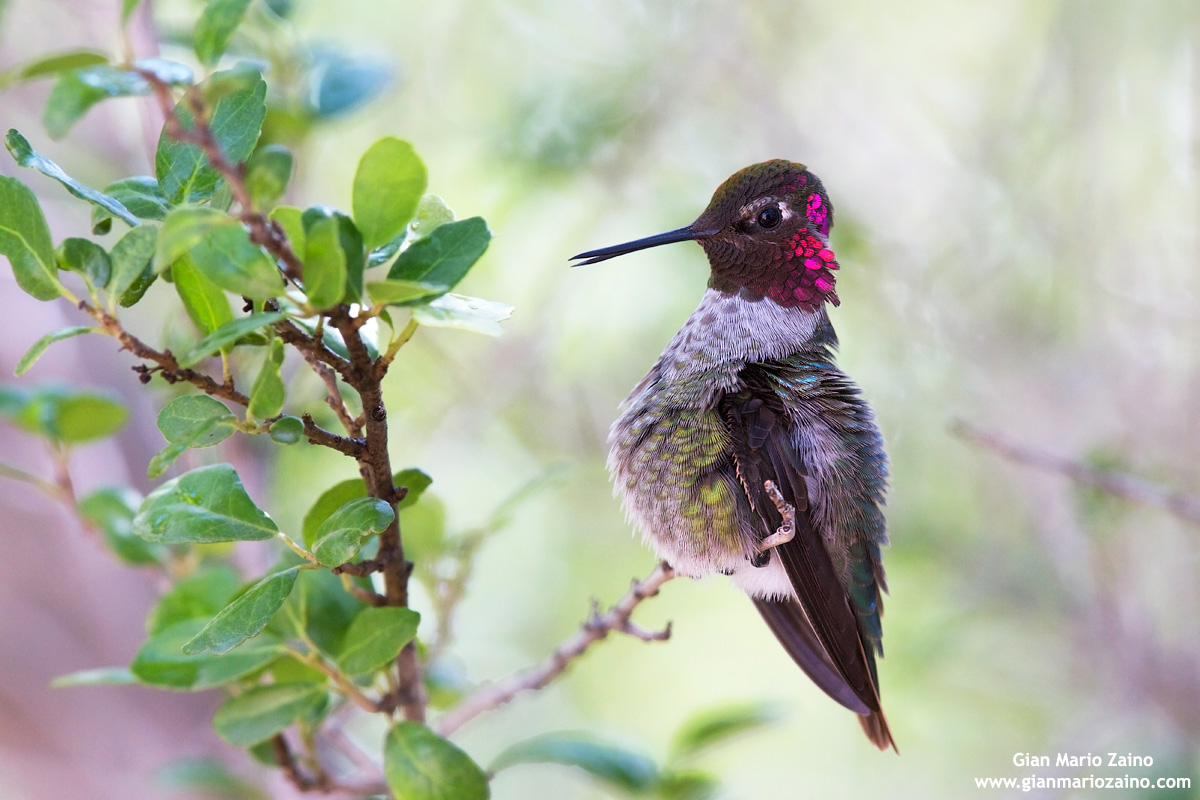 Calypte anna / Colibrì di Anna