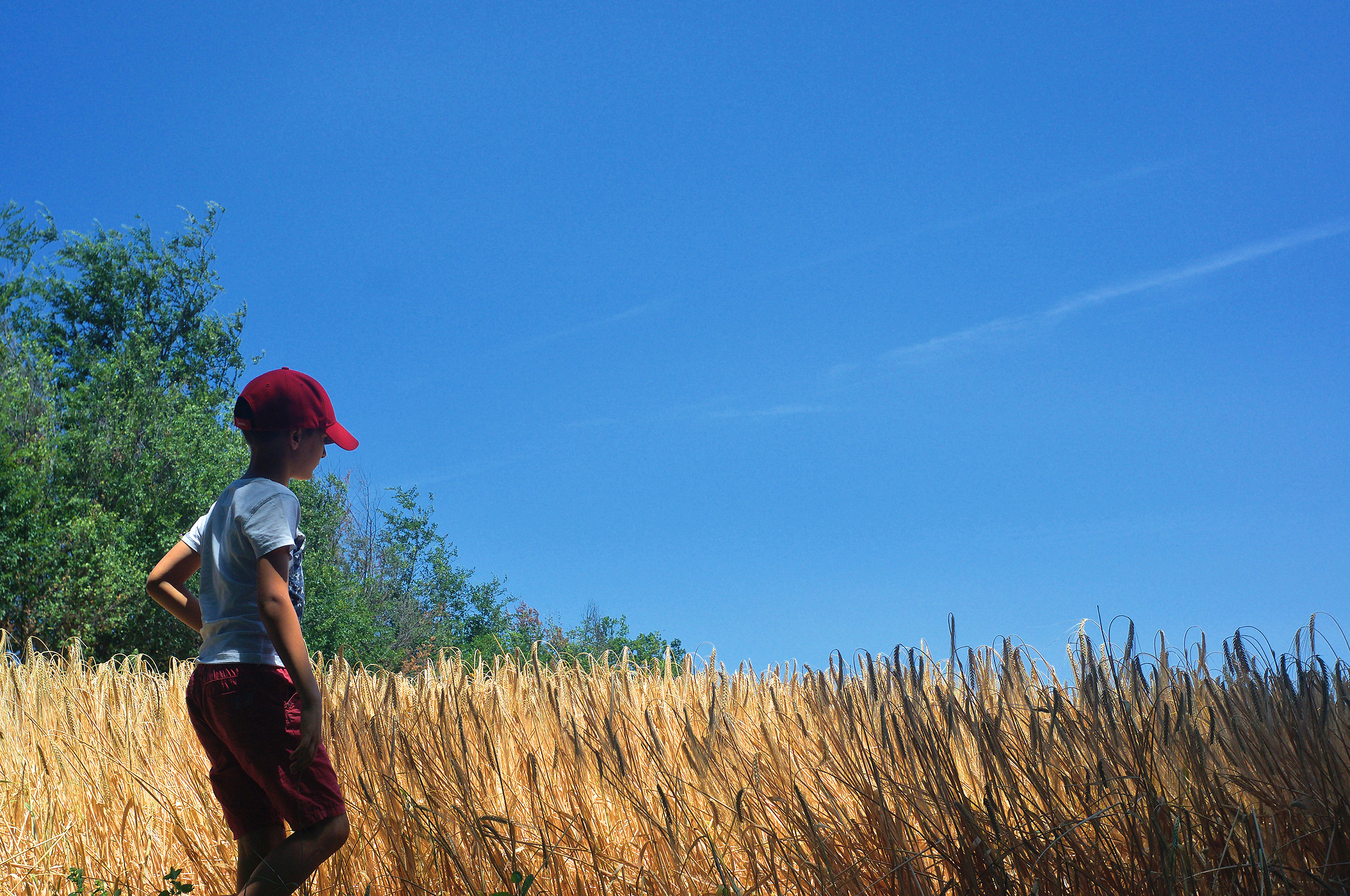Bimbo che contempla il campo di grano maturo